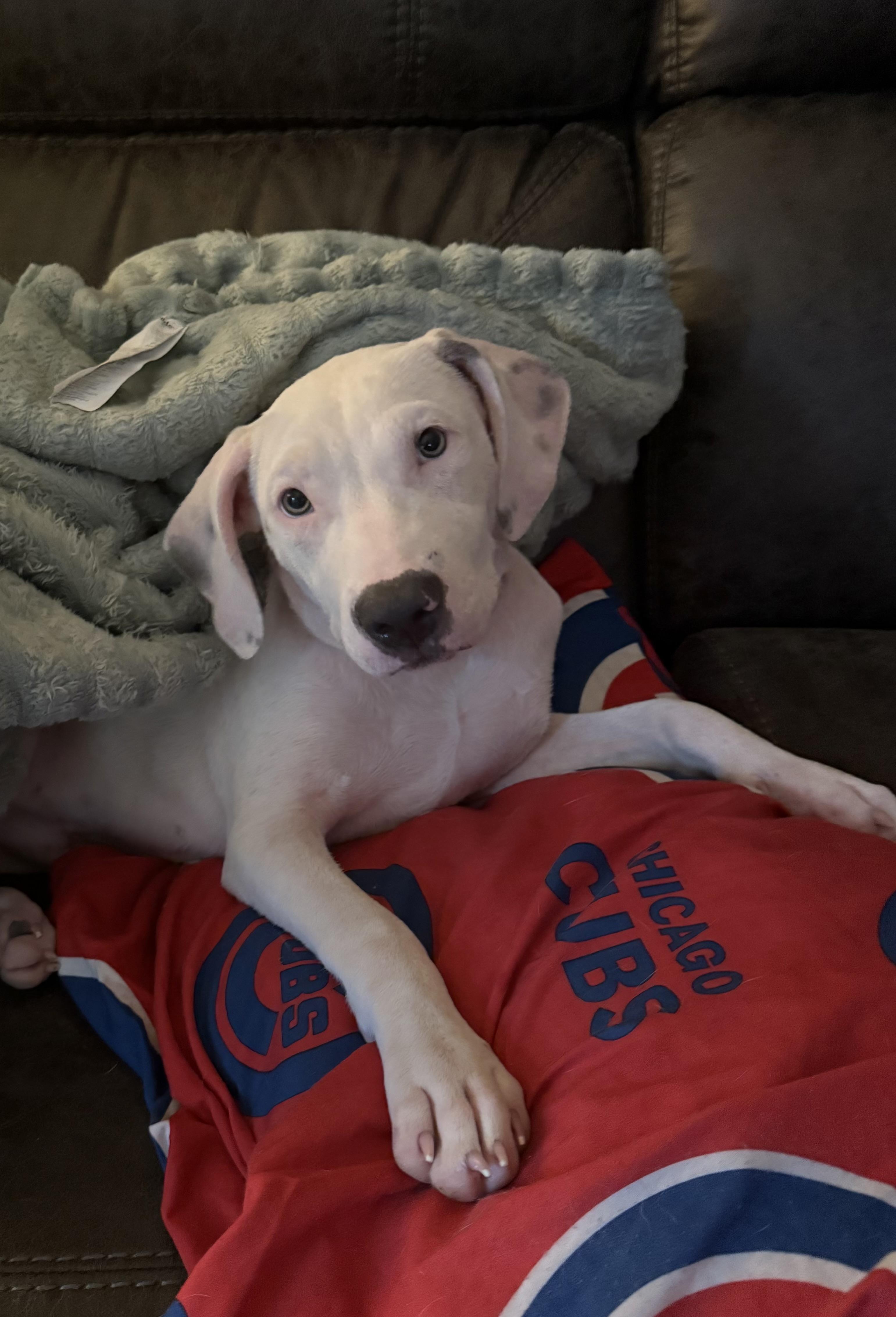 Enlarge Moe, a Adopted mixed breed in Oswego, IL image 4/6
