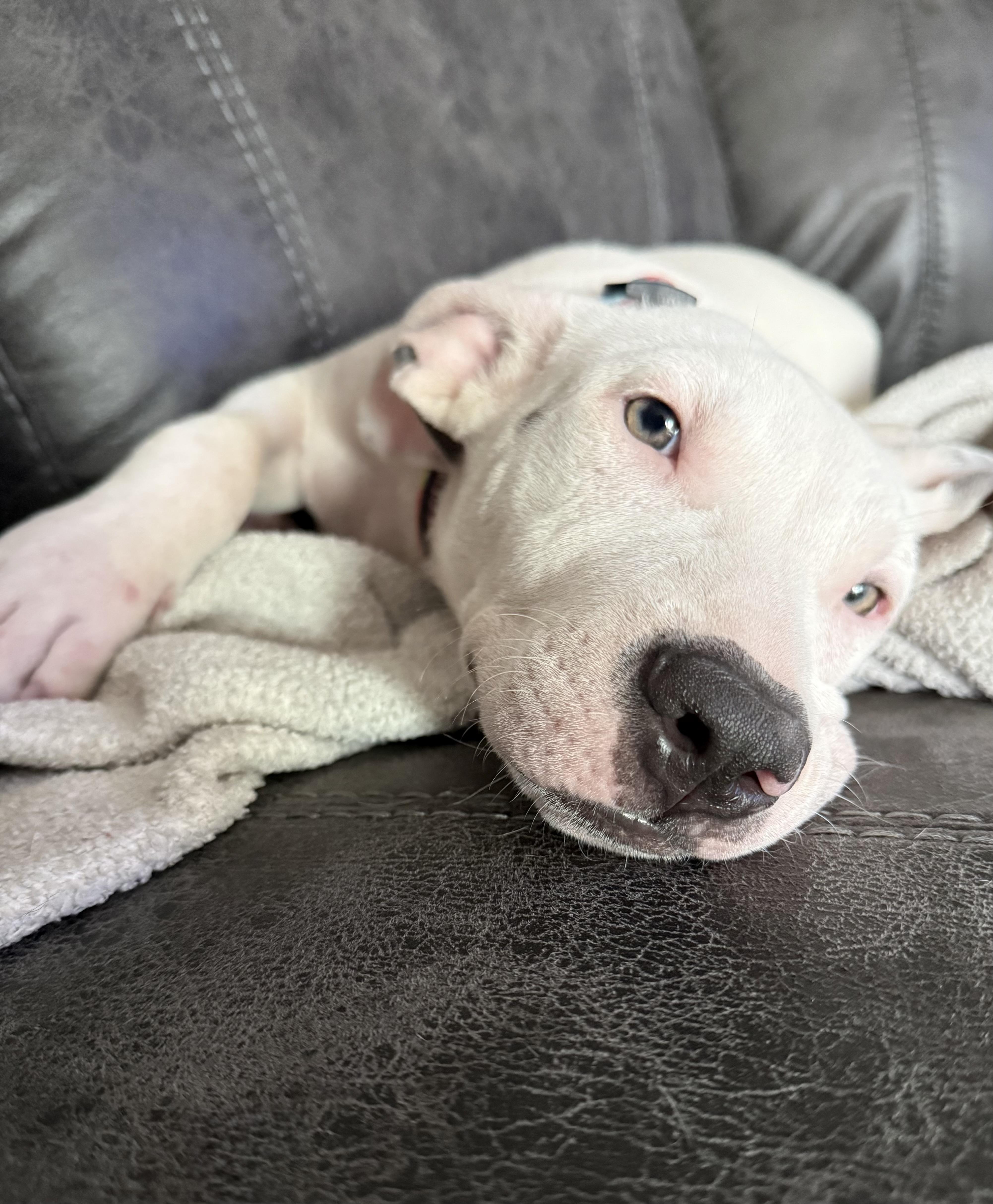 Enlarge Moe, a Adopted mixed breed in Oswego, IL image 3/6