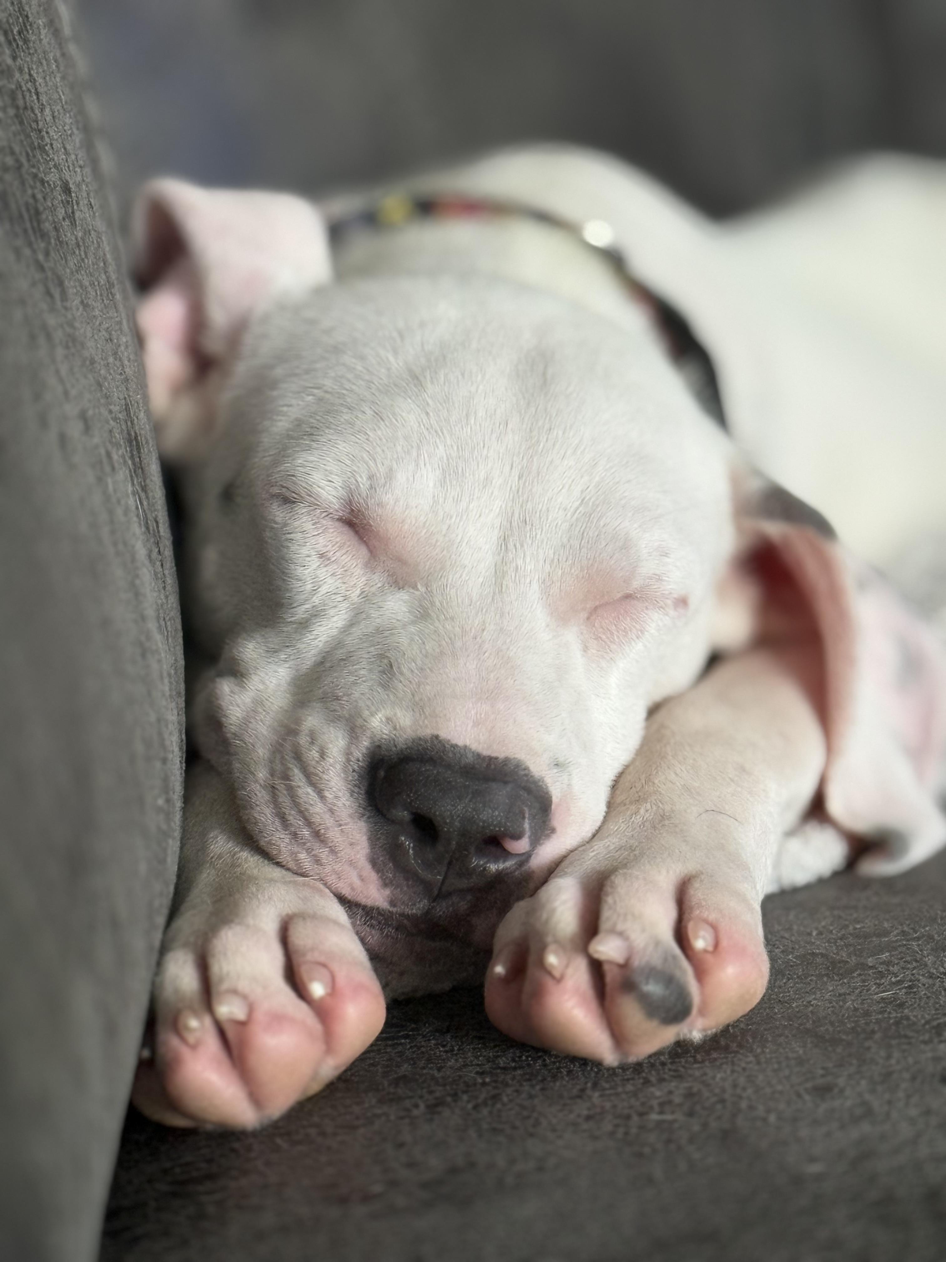 Enlarge Moe, a Adopted mixed breed in Oswego, IL image 2/6