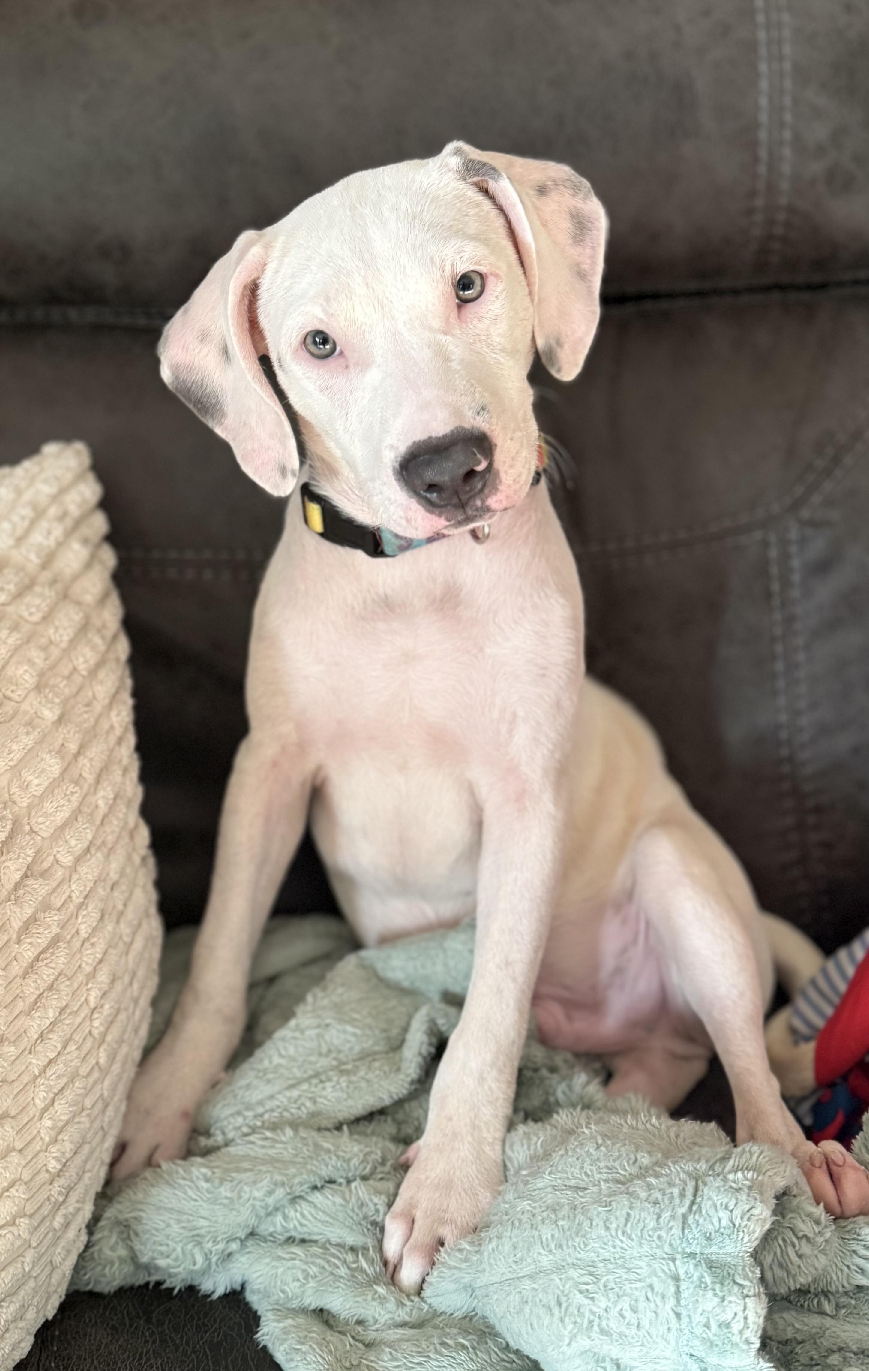 Enlarge Moe, a Adopted mixed breed in Oswego, IL image 6/6