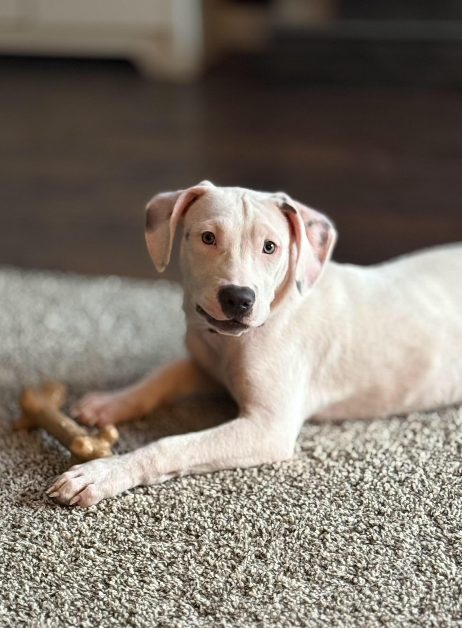 Enlarge Moe, a Adopted mixed breed in Oswego, IL image 1/6