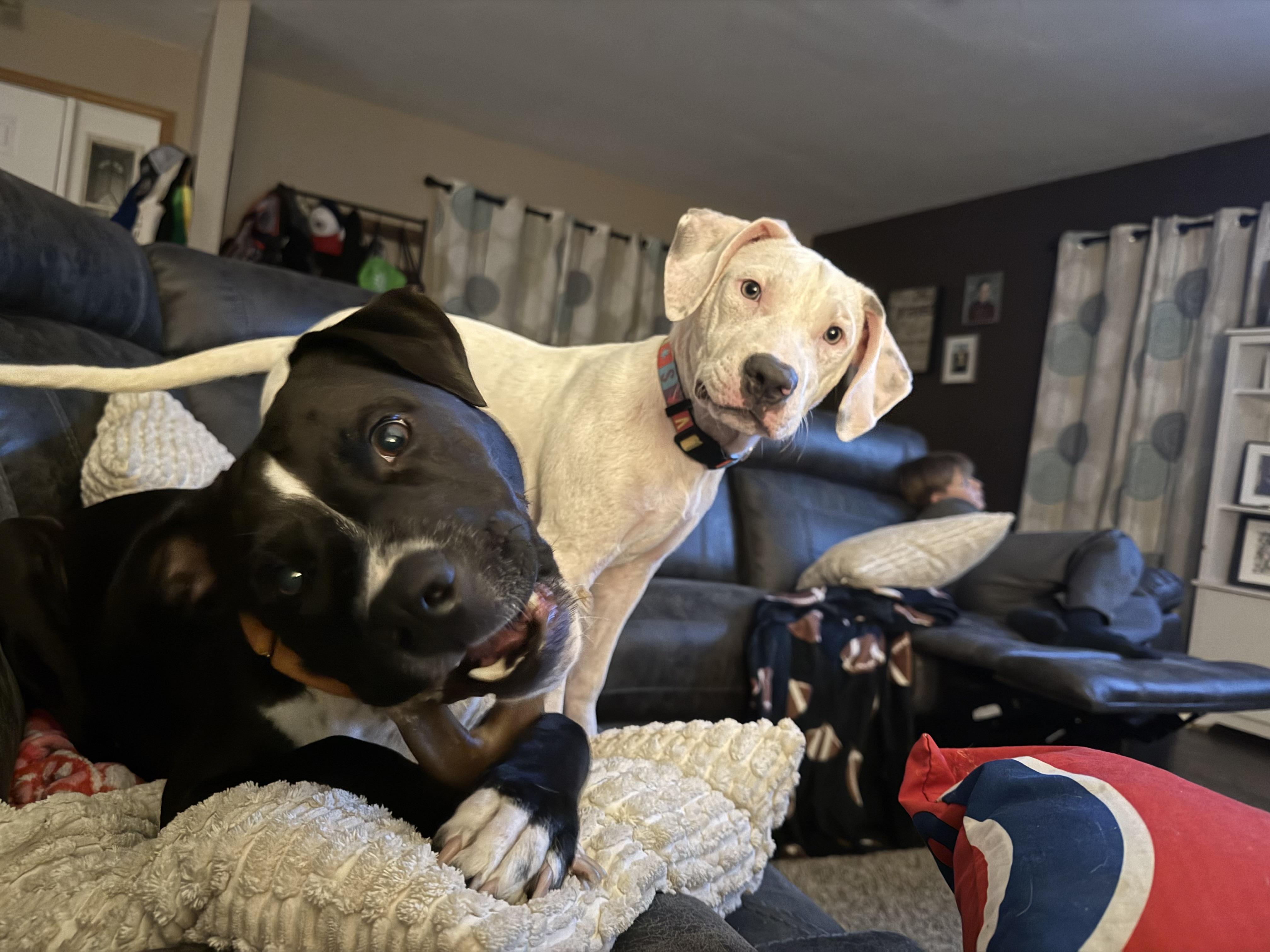 Enlarge Moe, a Adopted mixed breed in Oswego, IL image 5/6