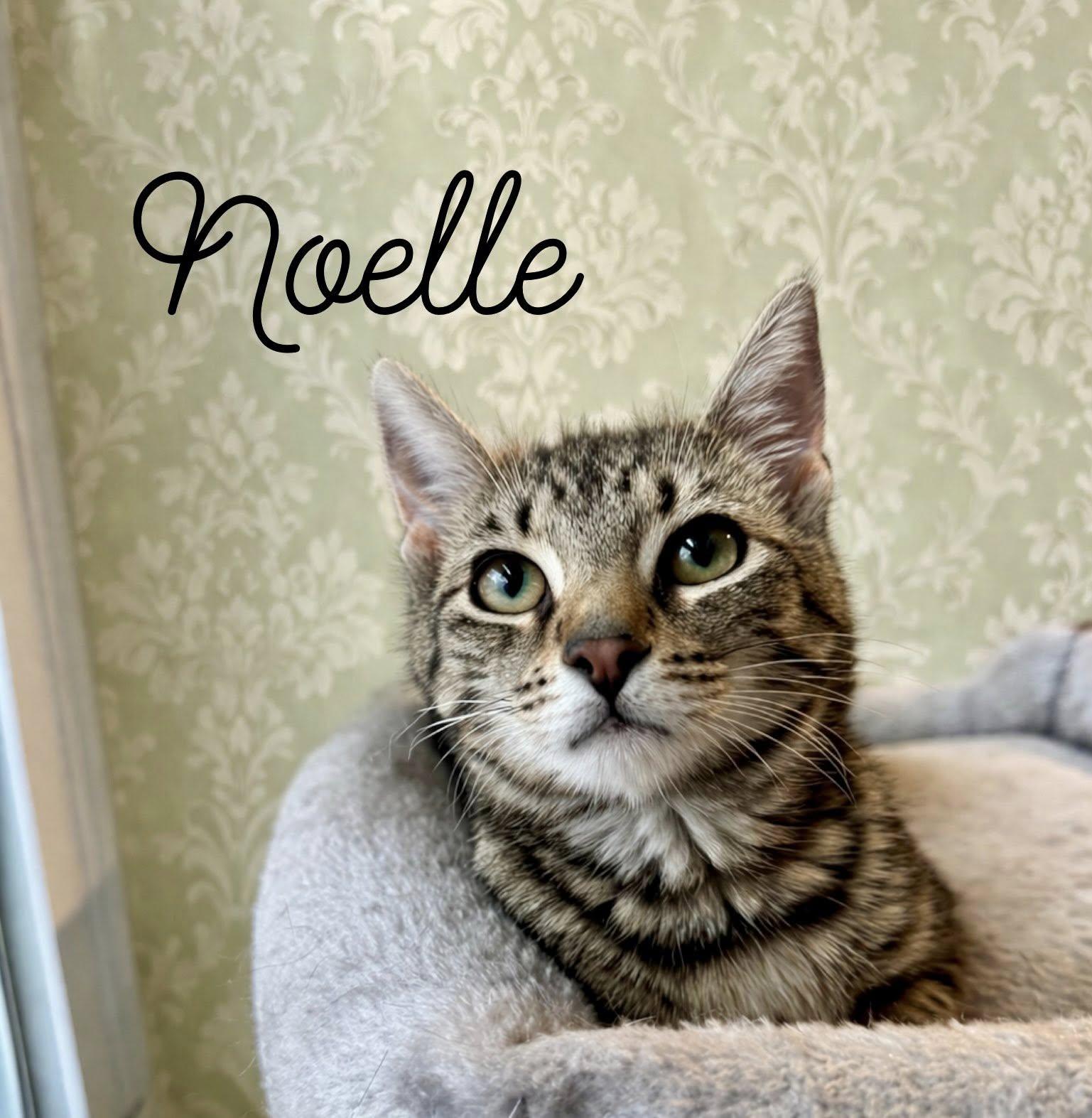 Noelle, ADOPTABLE, Young Female Domestic Short Hair.