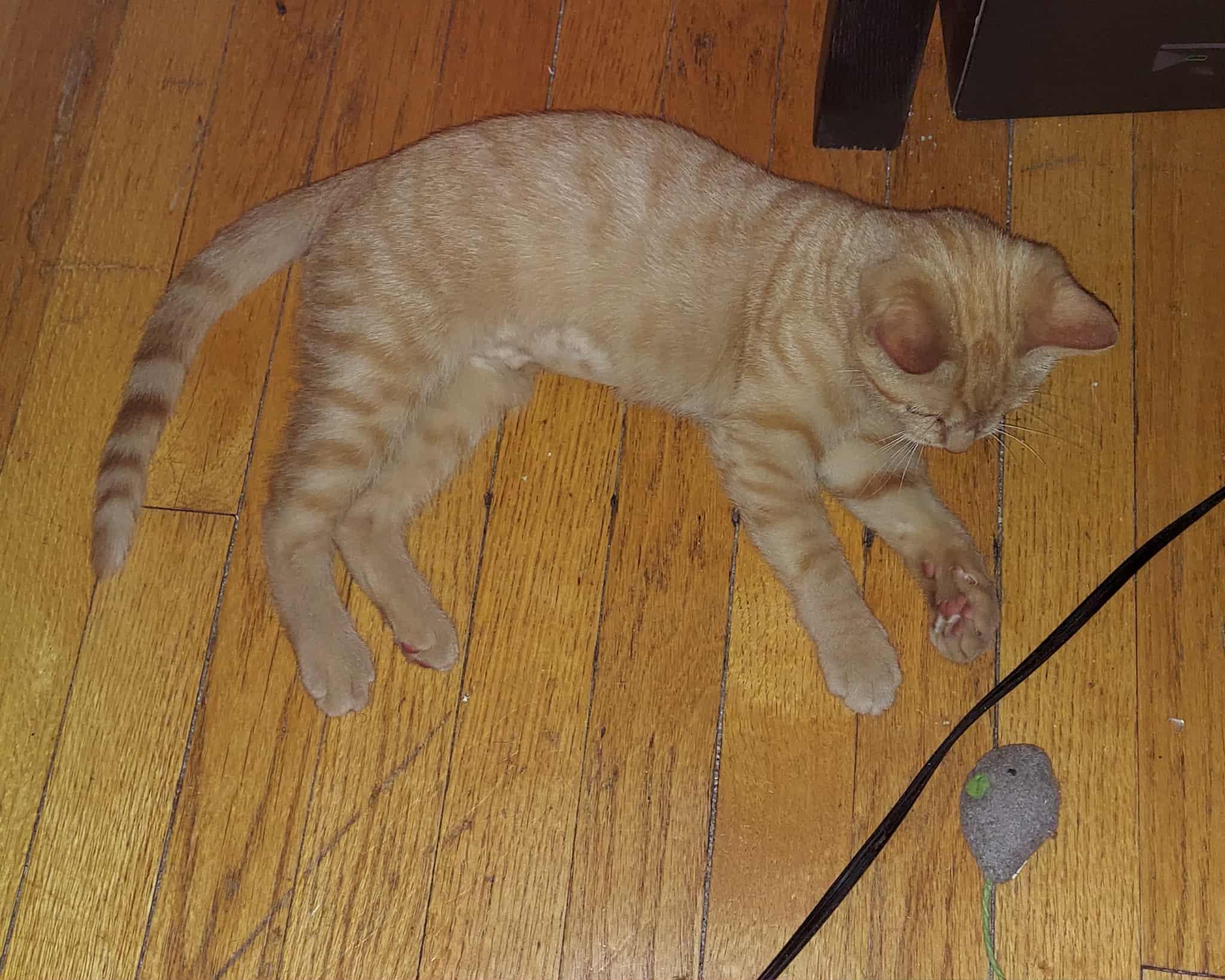 Debbie Harry thumbnail 3