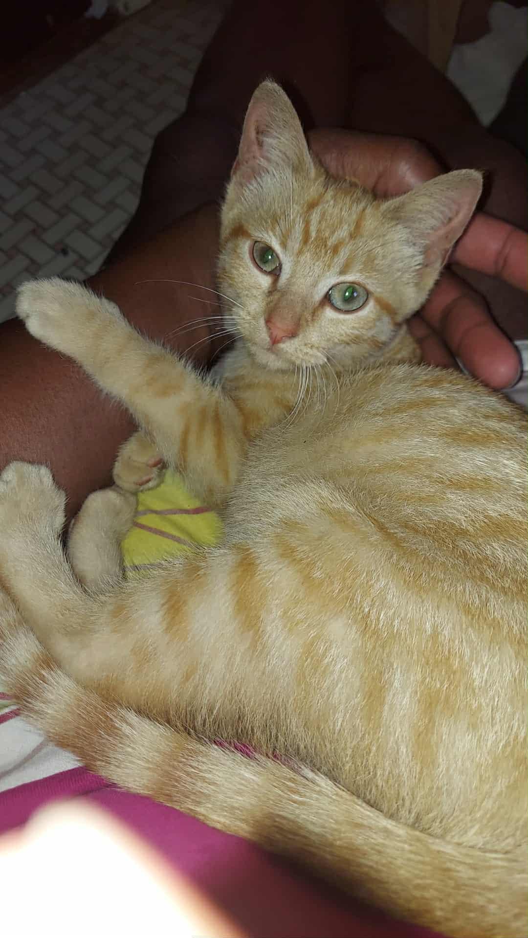 Enlarge Debbie Harry, a Adoptable Domestic Short Hair in Lombard, IL image 2/4