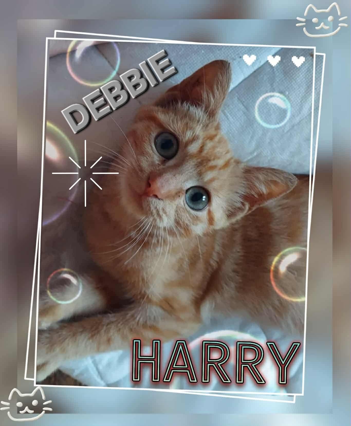 Enlarge Debbie Harry, a Adoptable Domestic Short Hair in Lombard, IL image 3/4