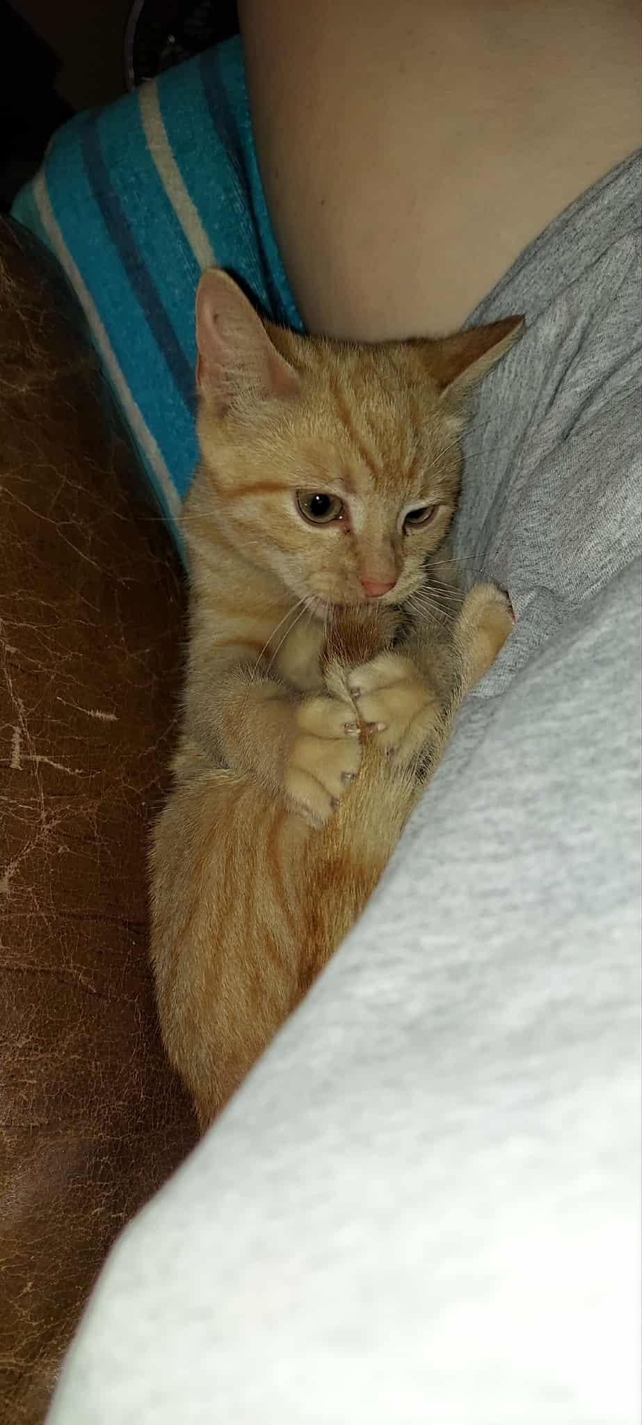 Debbie Harry thumbnail 2