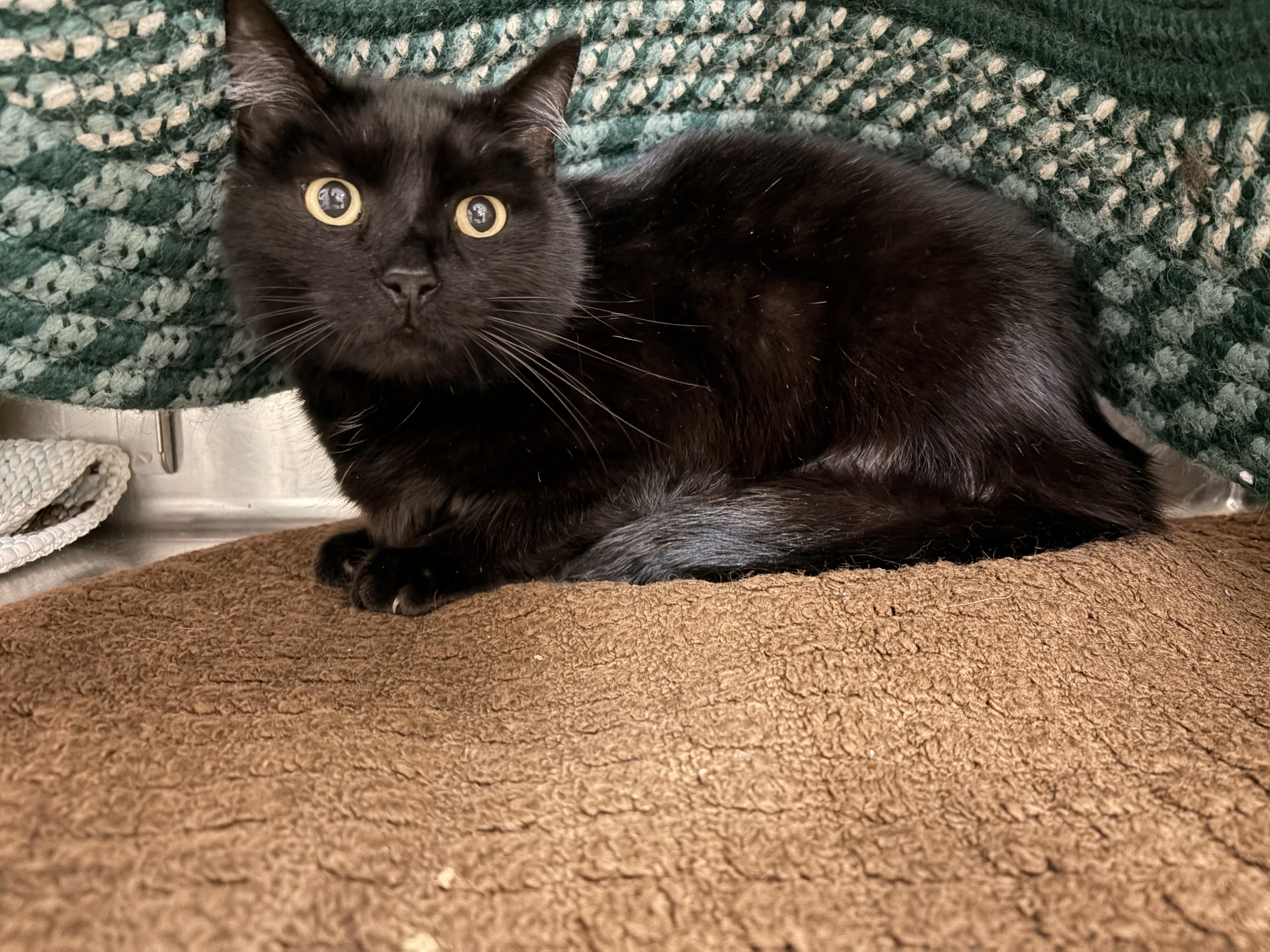 Enlarge Lazy Boy , an adopted Domestic Short Hair in Saint Charles, MO image 2/2