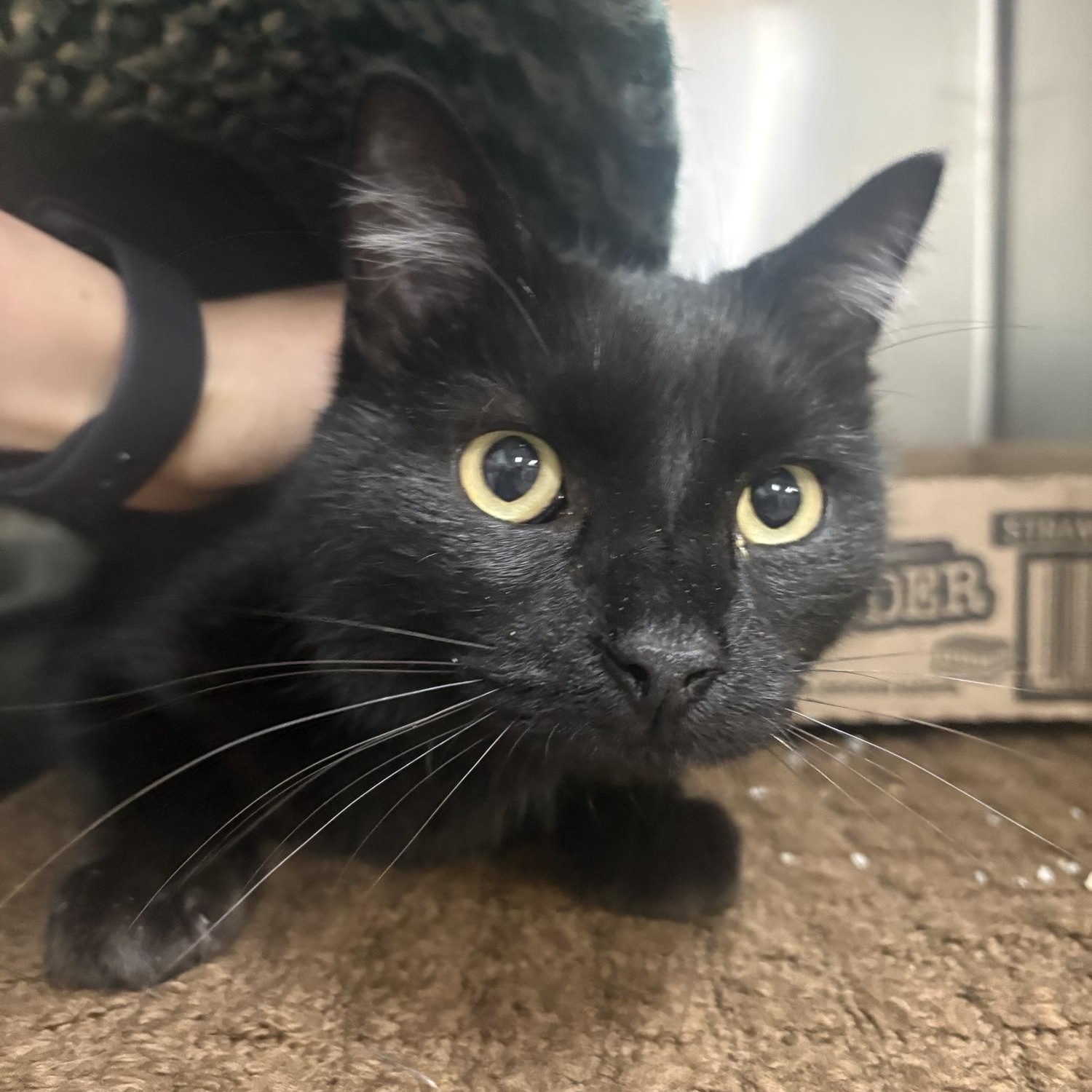 Enlarge Lazy Boy , an adopted Domestic Short Hair in Saint Charles, MO image 1/2