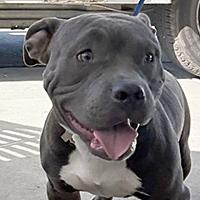 Enlarge Lil Baby - URGENT- 24 HOUR NOTICE, a Adopted Pit Bull Terrier in Thousand Oaks, CA image 1/2