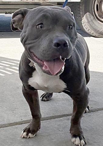Enlarge Lil Baby - URGENT- 24 HOUR NOTICE, a Adopted Pit Bull Terrier in Thousand Oaks, CA image 2/2