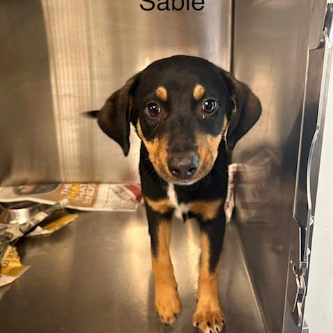 Sable, Adoptable, Puppy Female Cattle Dog & Mixed Breed.