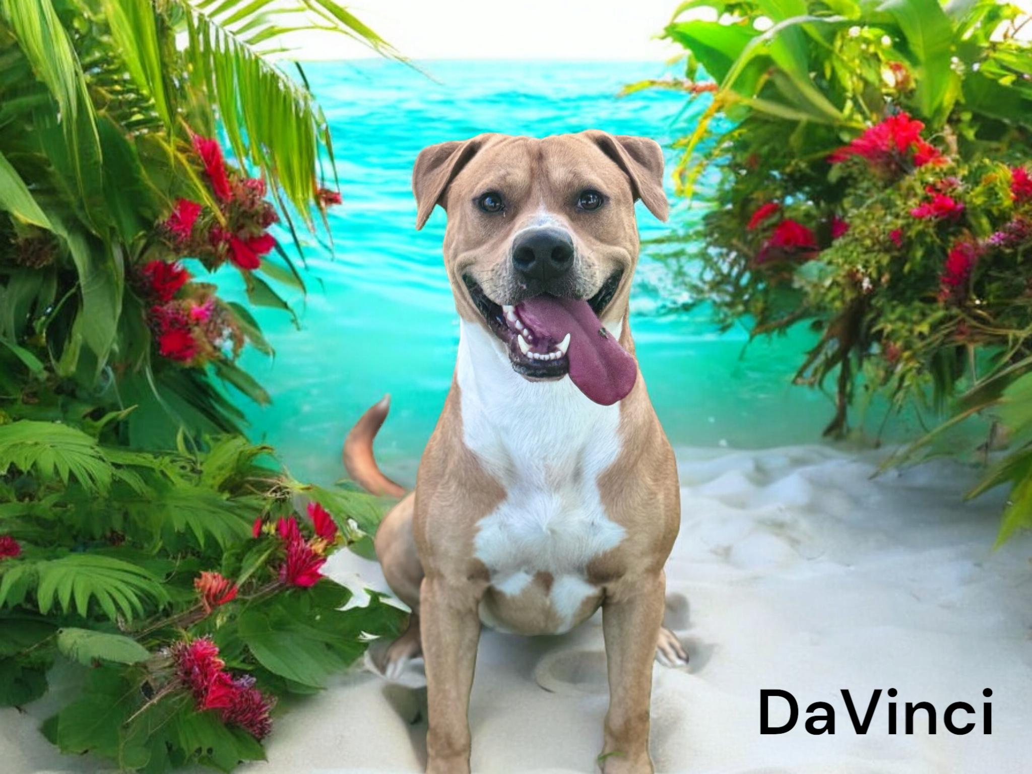 Davinci 4