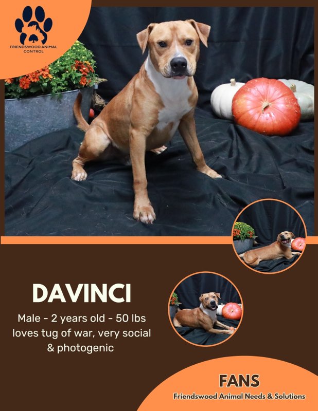 Davinci 3
