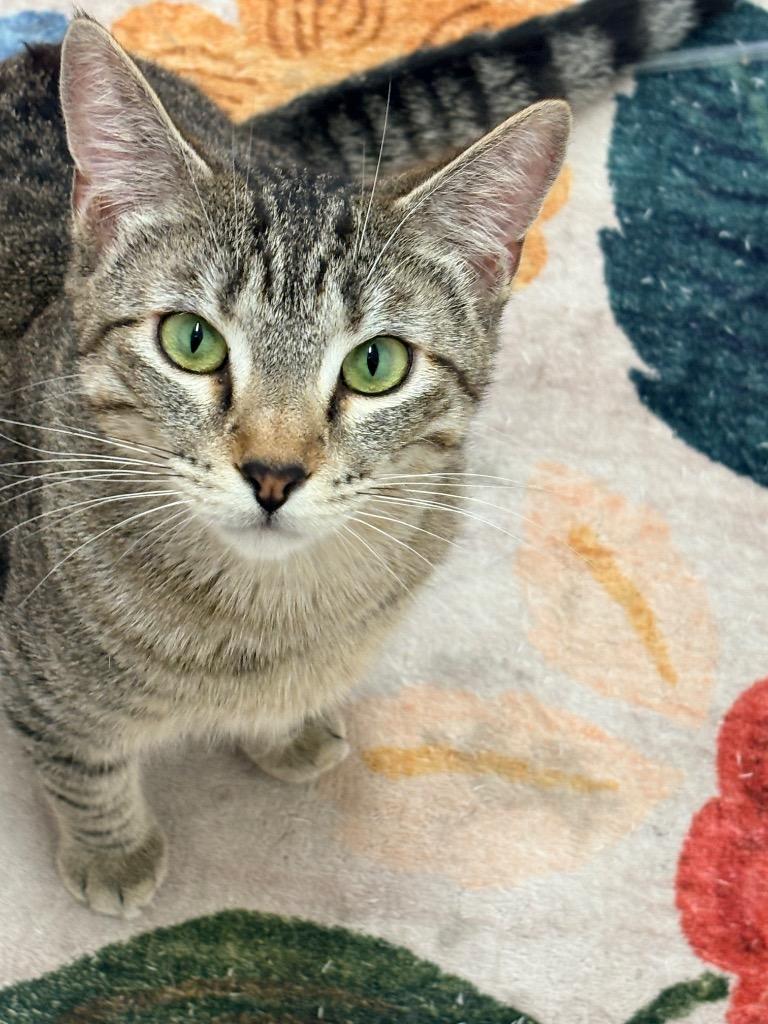 Greta, a Adoptable mixed breed in Napa, CA image 3/4