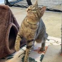 Greta, Adoptable, Young Female Domestic Short Hair.