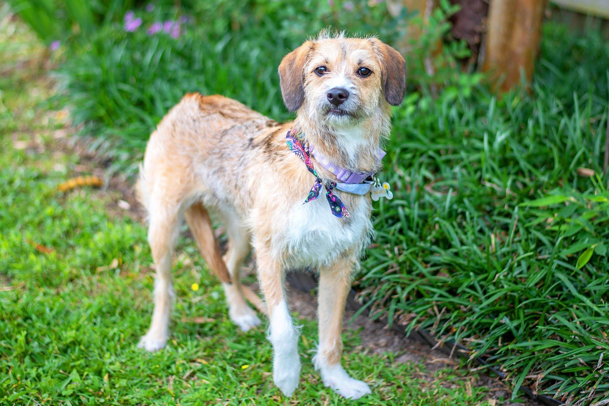 Enlarge Tanz, a Adoptable mixed breed in Baton Rouge, LA image 3/4