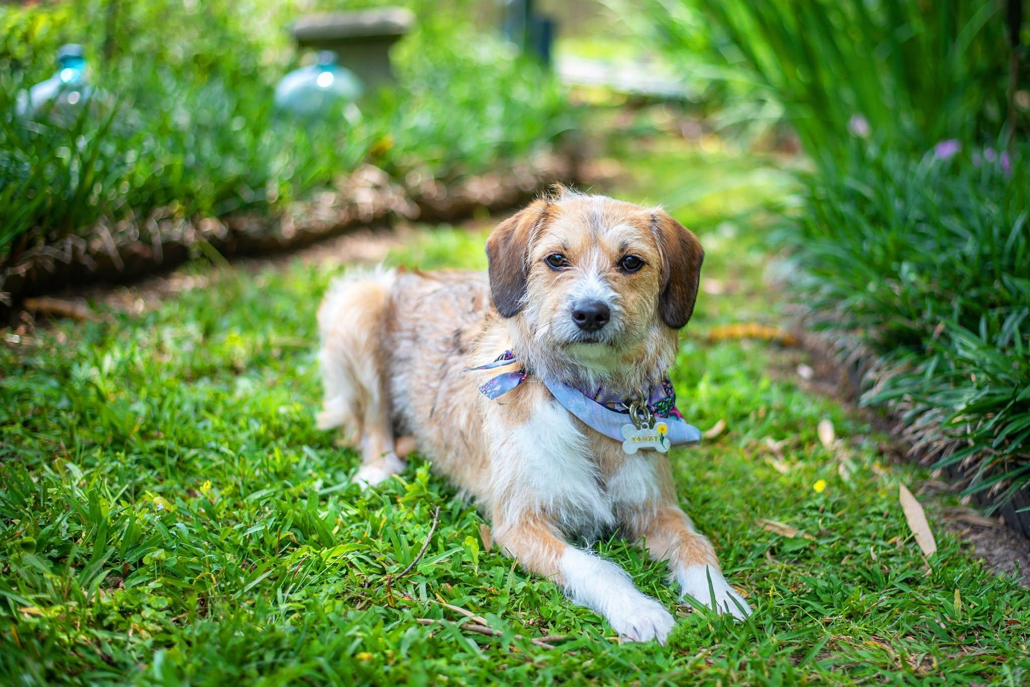 Enlarge Tanz, a Adoptable mixed breed in Baton Rouge, LA image 2/4