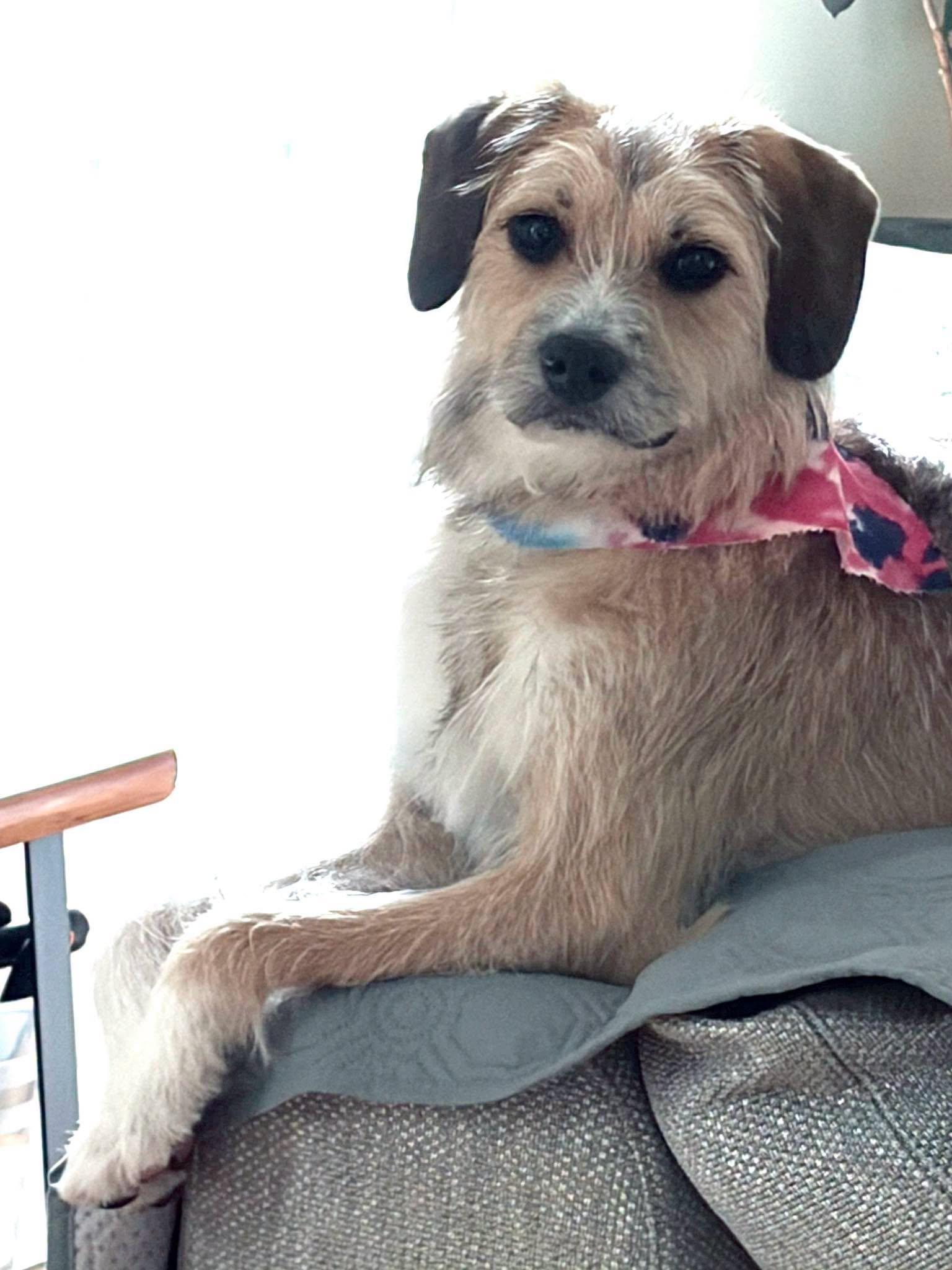 Enlarge Tanz, a Adoptable mixed breed in Baton Rouge, LA image 4/4