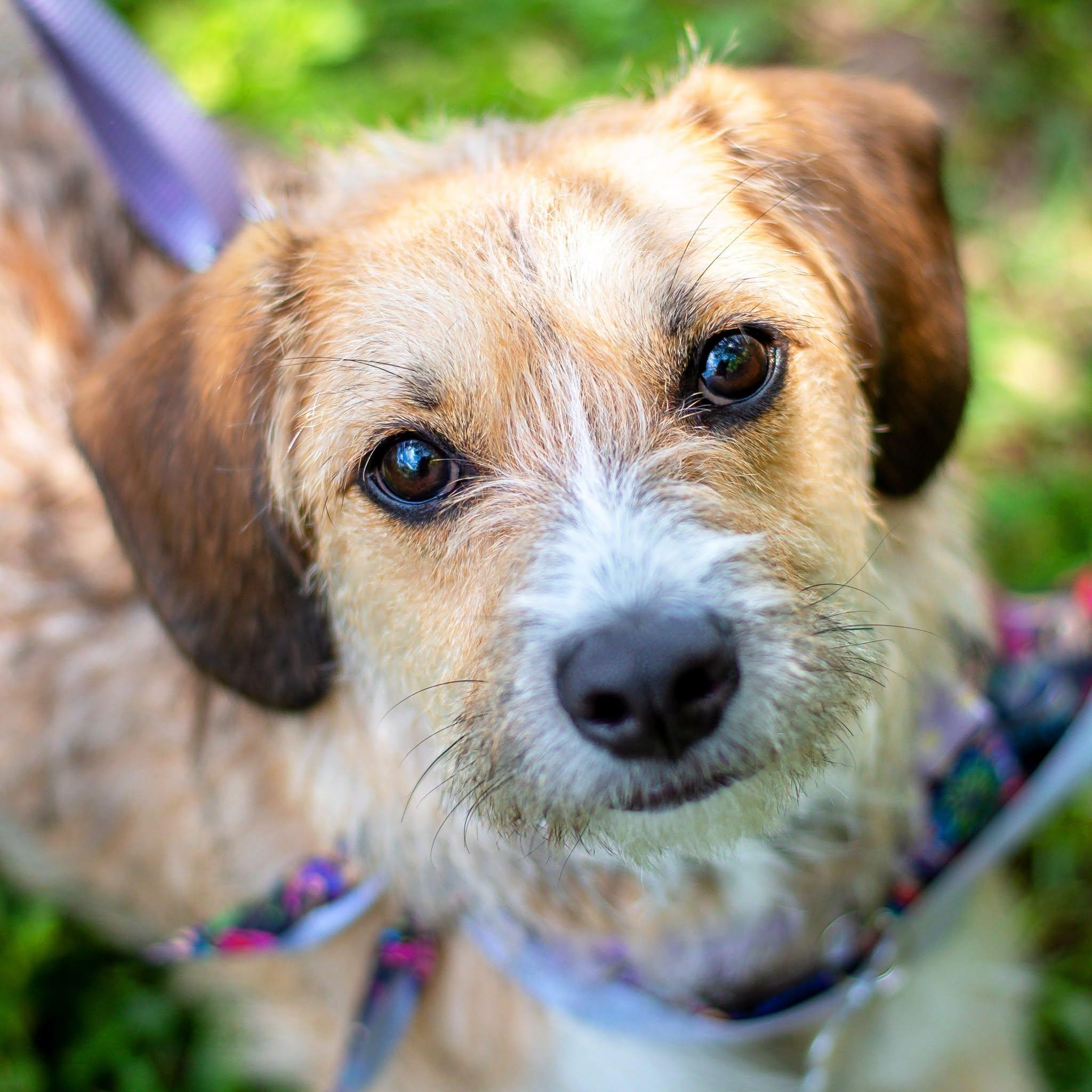 Tanz, Adoptable, Young Female Terrier.