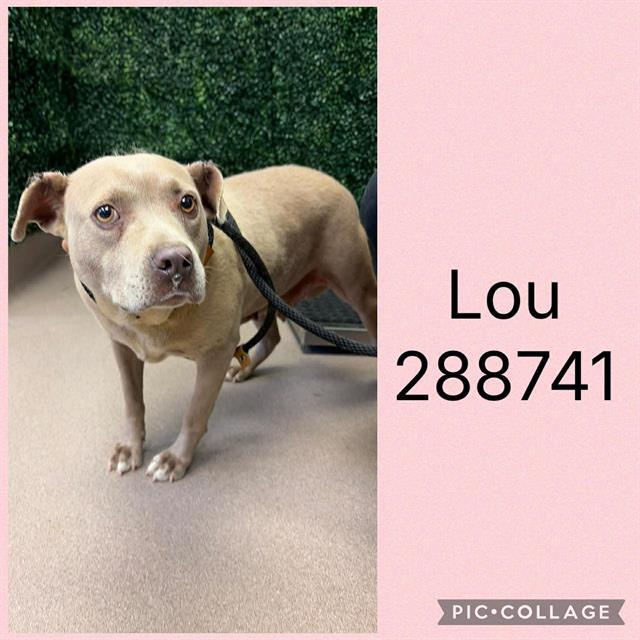 Enlarge LOU, a Adoptable Mixed Breed in Macon, GA image 1/1