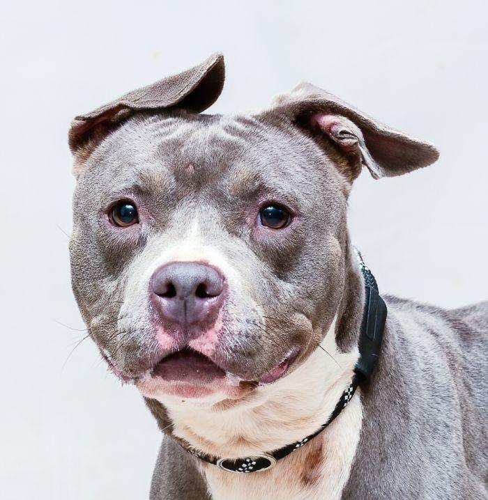 Dumbo, Adoptable, Young Female Terrier.