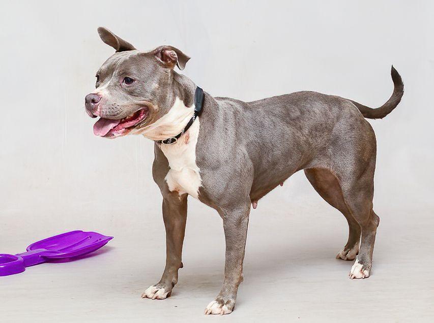 Enlarge Dumbo, a Adoptable mixed breed in Sanford, FL image 2/2