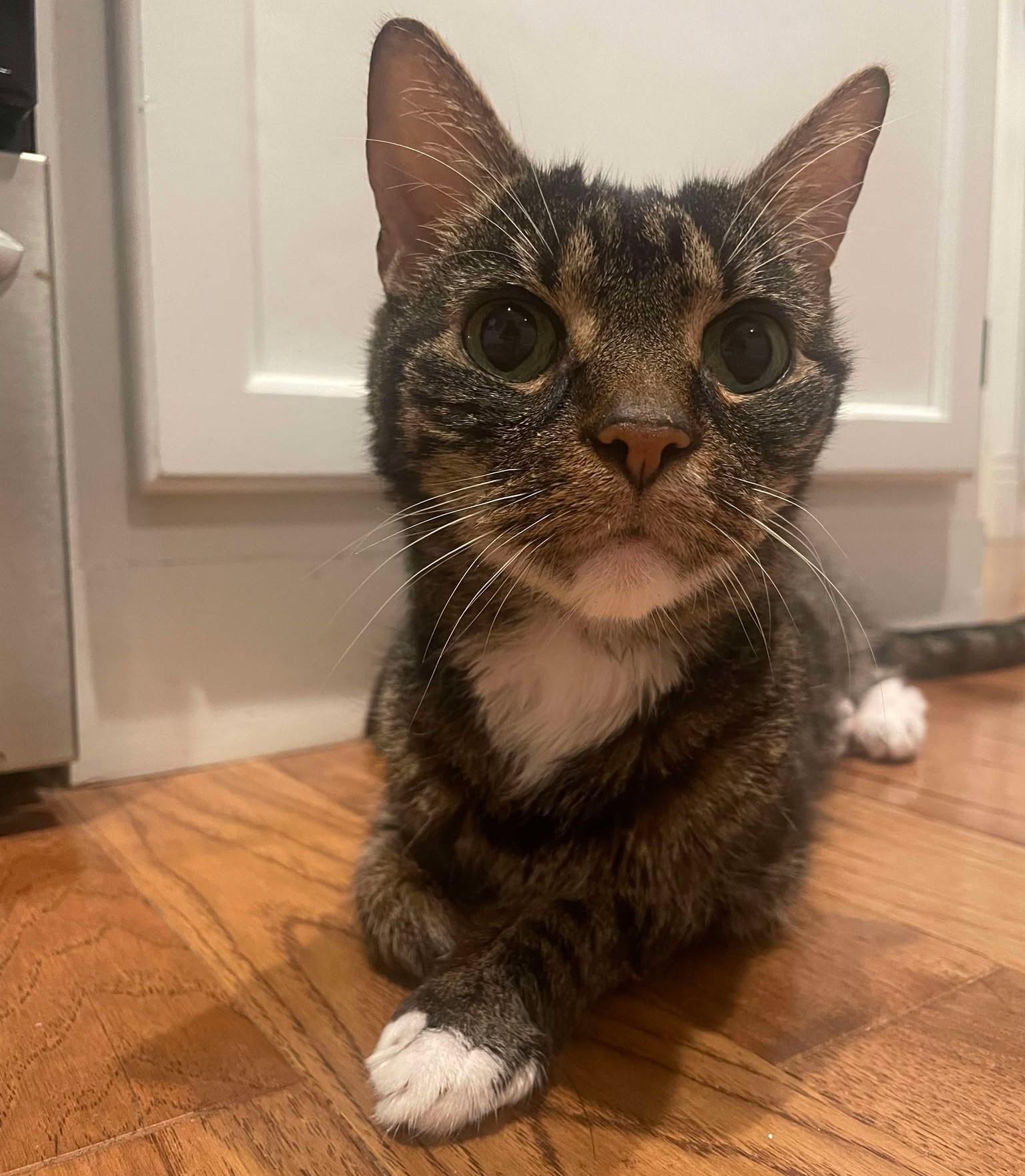 Howard, a Adoptable Tabby in Charlotte, NC image 1/5