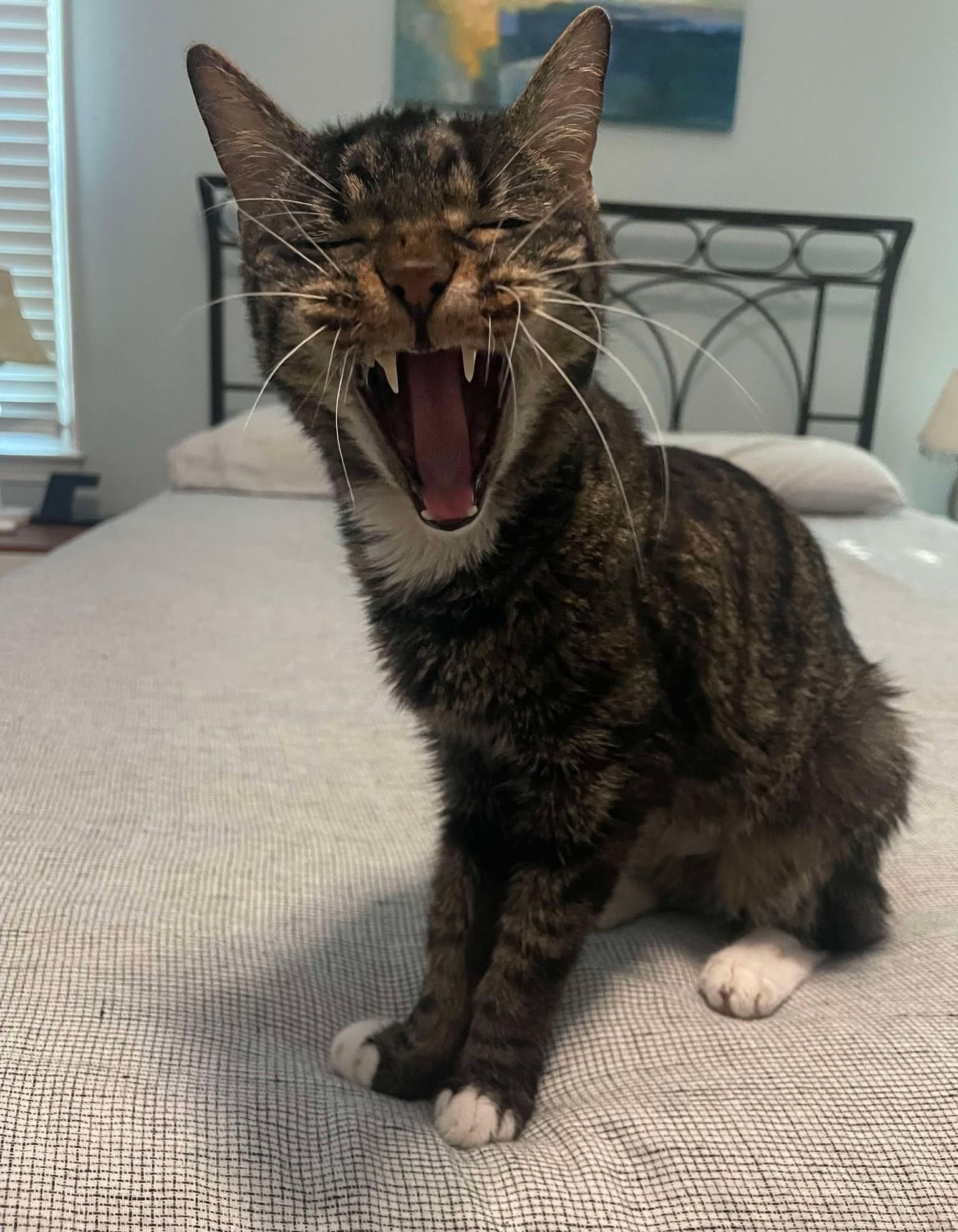 Howard, a Adoptable Tabby in Charlotte, NC image 2/5