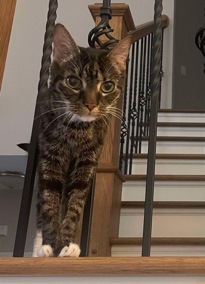 Howard, Adoptable, Senior Male Tabby.