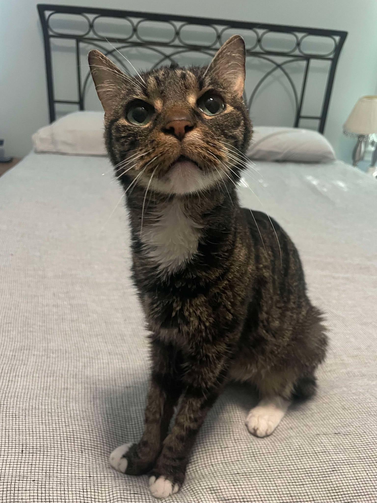 Howard, a Adoptable Tabby in Charlotte, NC image 4/5