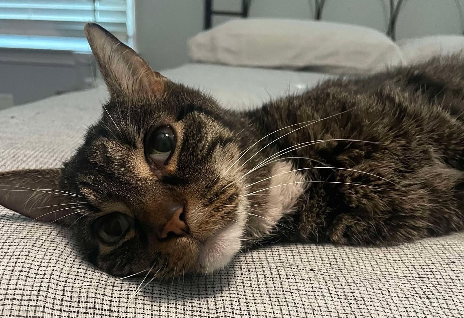 Howard, a Adoptable Tabby in Charlotte, NC image 5/5