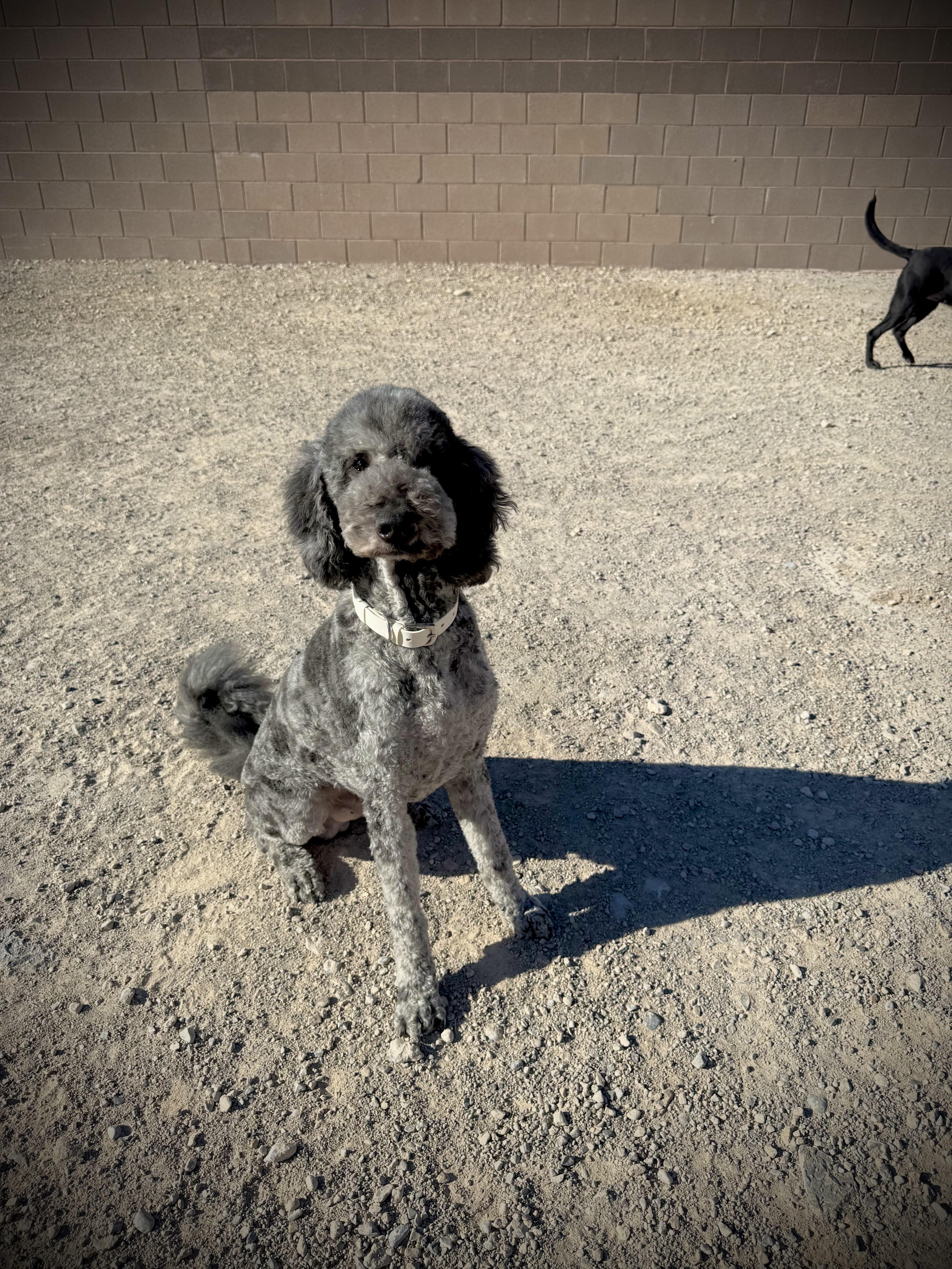 Yeti, ADOPTABLE, Adult Male Goldendoodle.