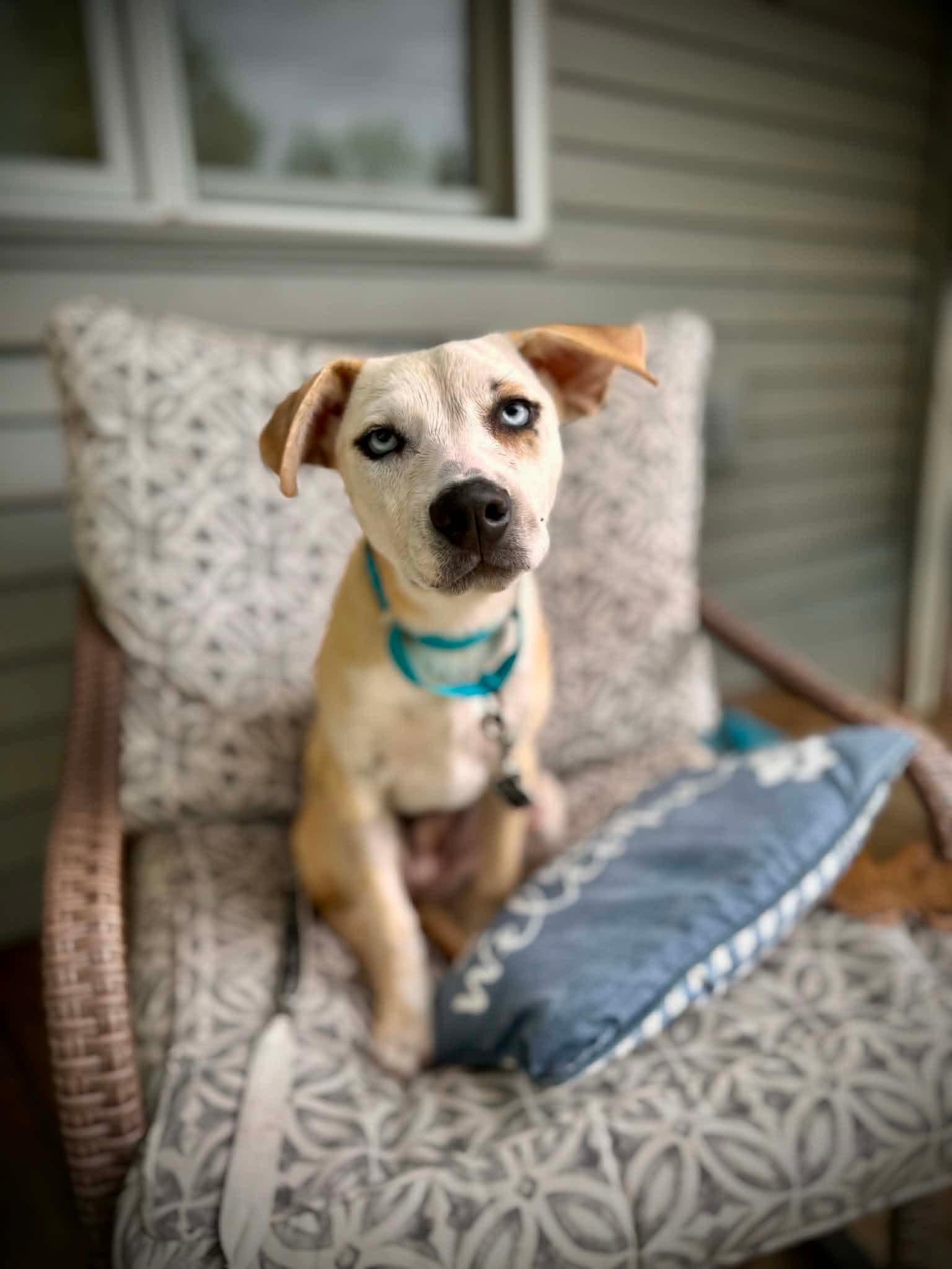 Laura, Adoptable, Puppy Female Labrador Retriever.