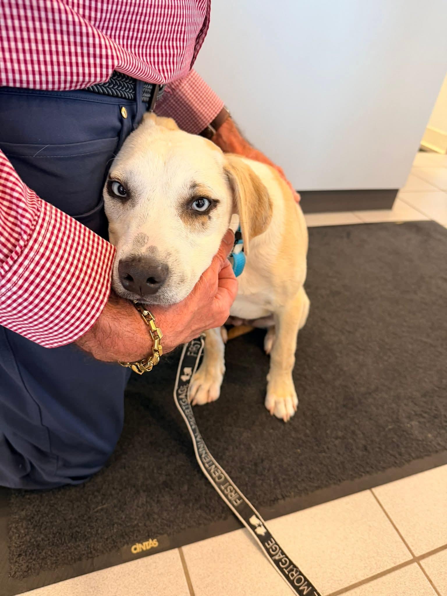 Enlarge Laura, a Adoptable Labrador Retriever in New London, WI image 2/3