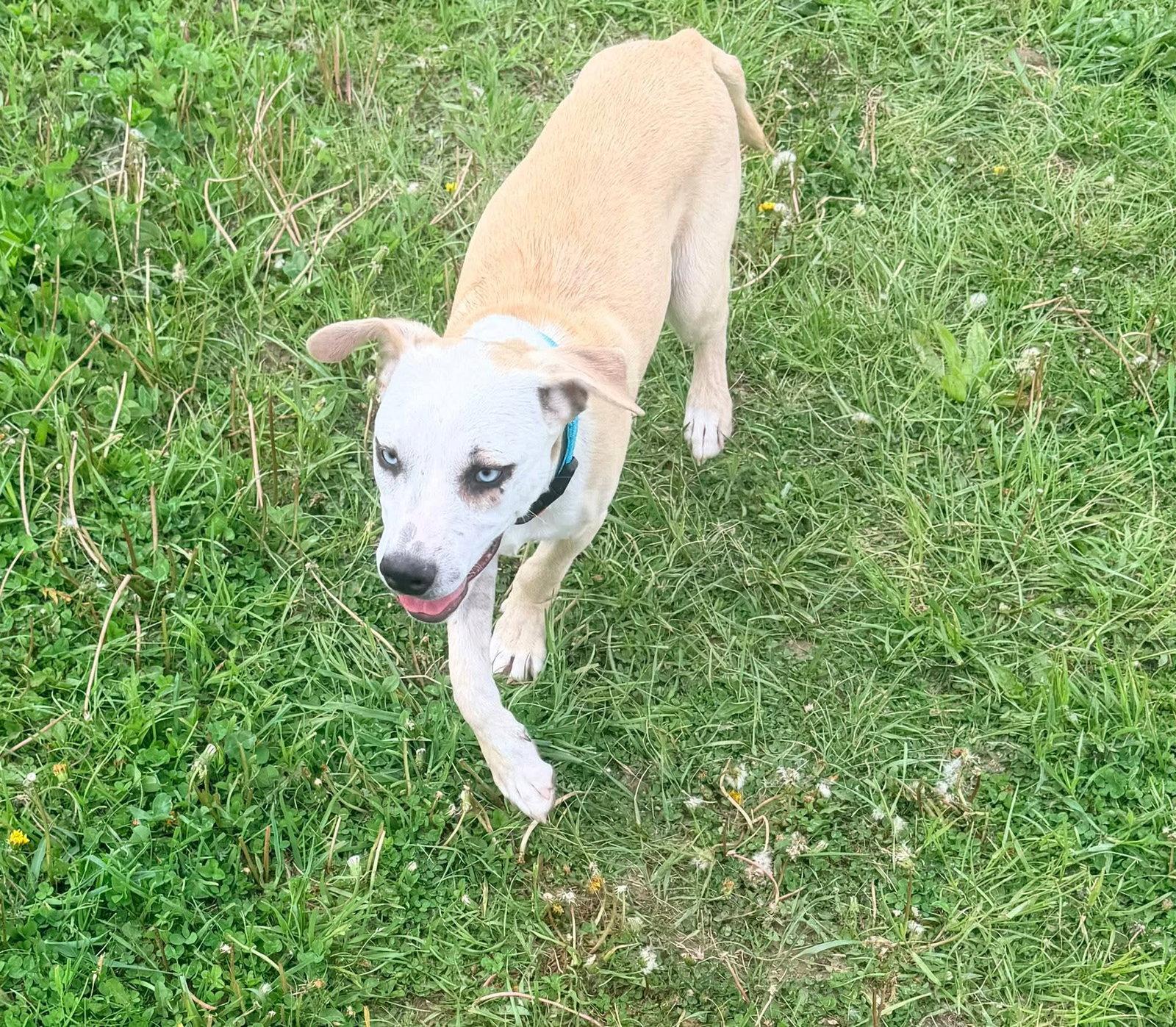 Enlarge Laura, a Adoptable Labrador Retriever in New London, WI image 3/3