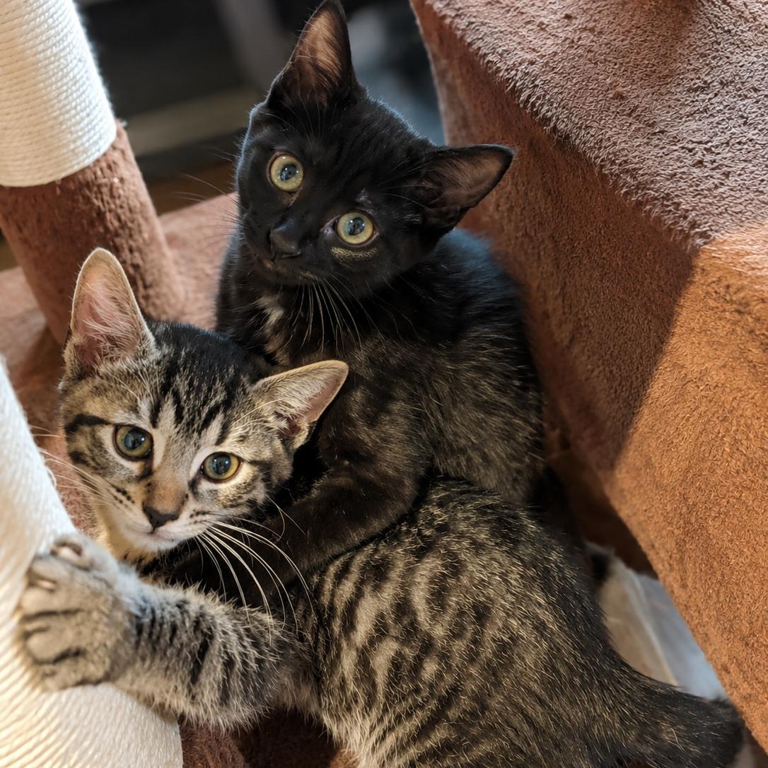 Enlarge Anita & Tony, a ADOPTABLE mixed breed in New york, NY image 2/2