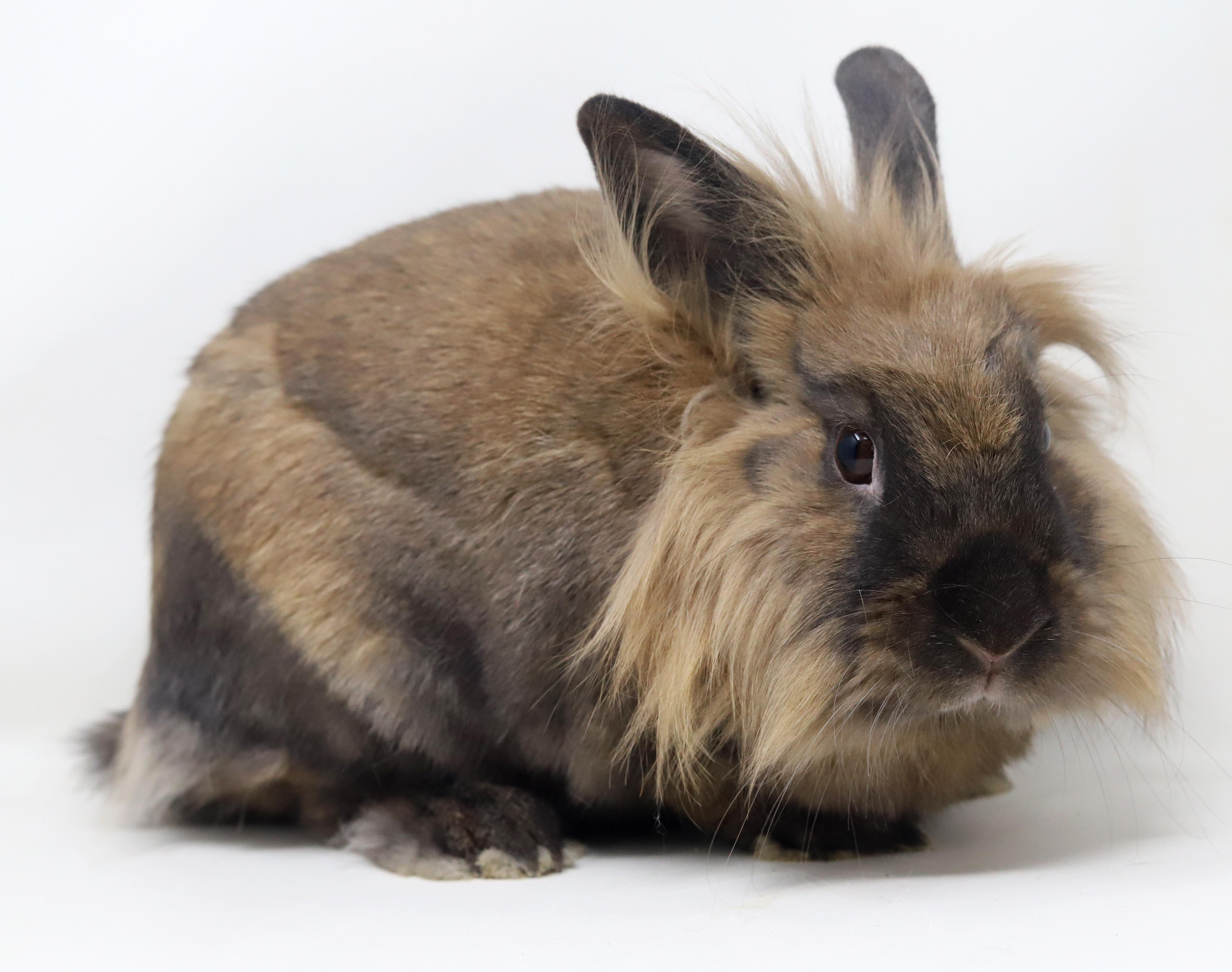 Enlarge Eve is even more precious in person! SPAYED and INCREDIBLE - sooo cute!!, a Adoptable Lionhead in Bedford Hills, NY image 3/6