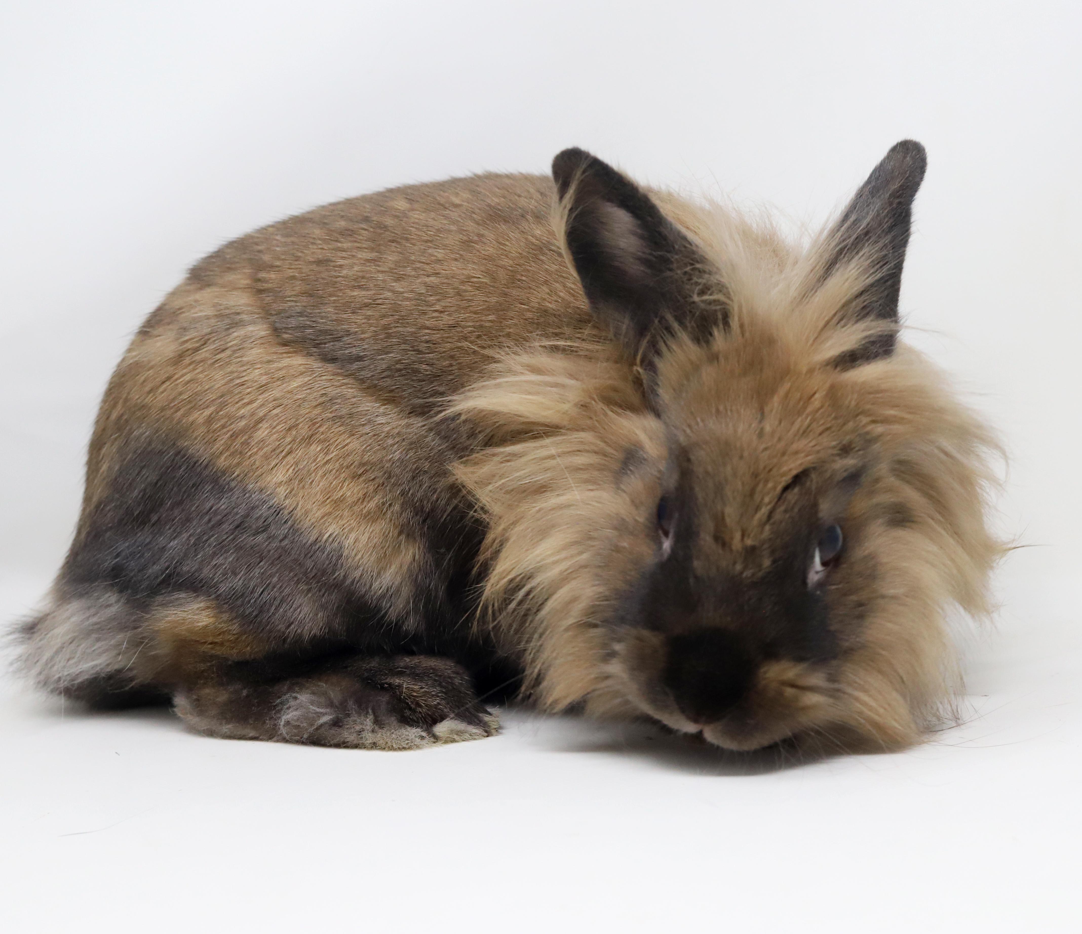 Enlarge Eve is even more precious in person! SPAYED and INCREDIBLE - sooo cute!!, a Adoptable Lionhead in Bedford Hills, NY image 4/6