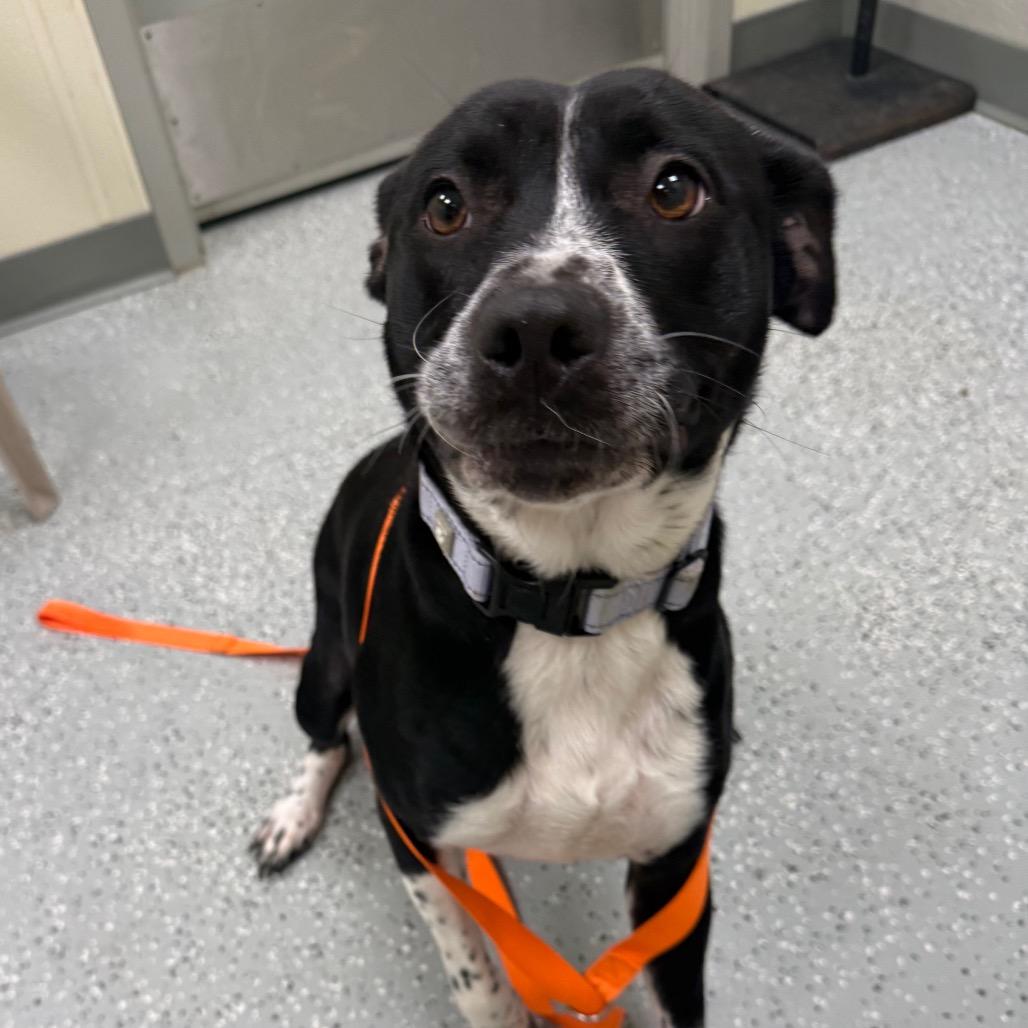 Enlarge Tammy, a Adoptable mixed breed in Galax, VA image 1/6