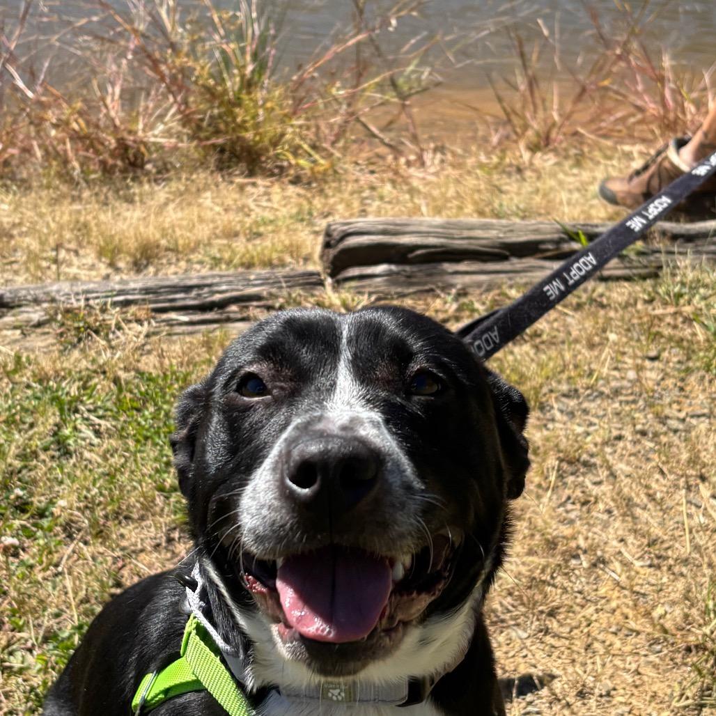 Enlarge Tammy, a Adoptable mixed breed in Galax, VA image 2/6
