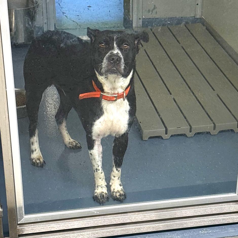 Enlarge Tammy, a Adoptable mixed breed in Galax, VA image 3/6