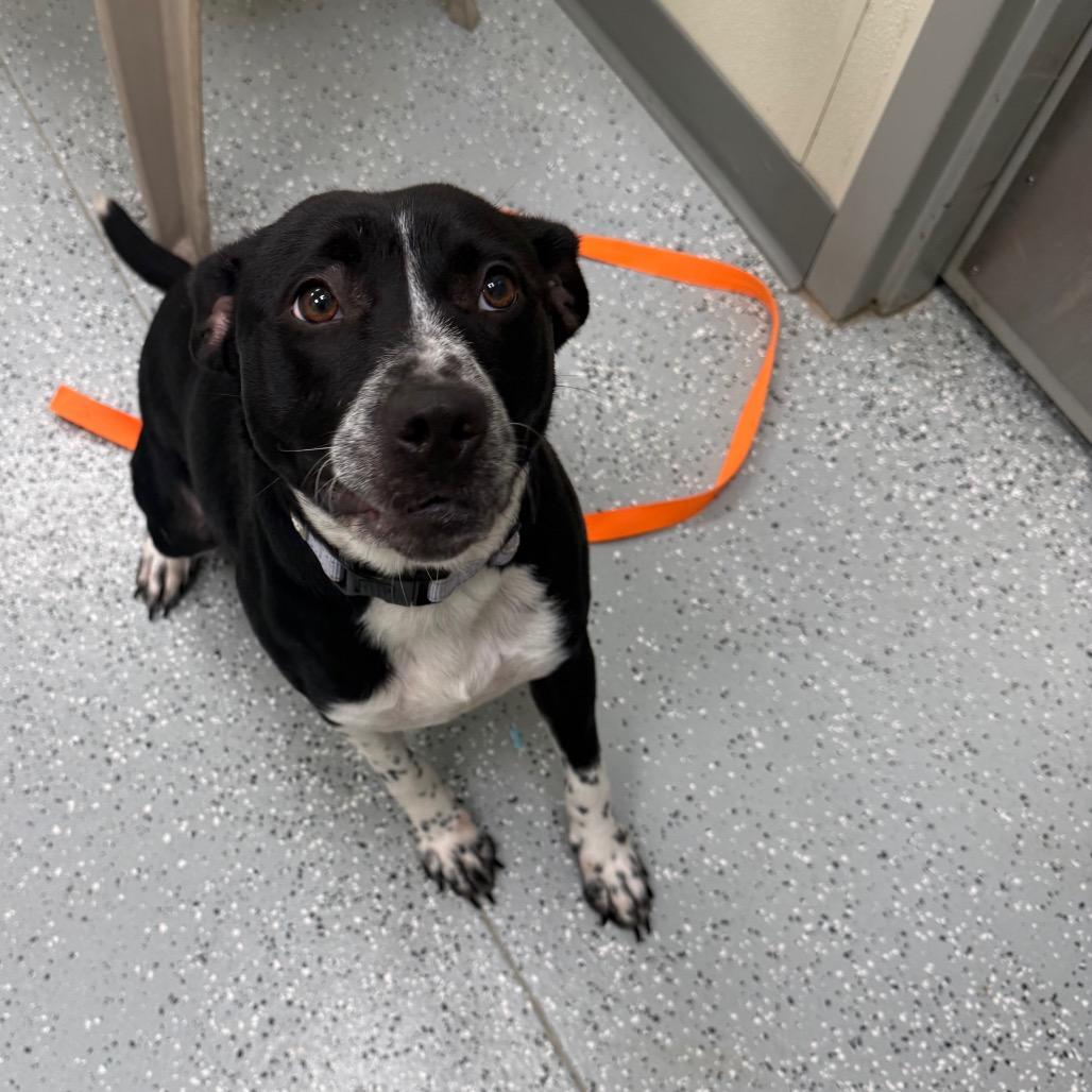Enlarge Tammy, a Adoptable mixed breed in Galax, VA image 4/6