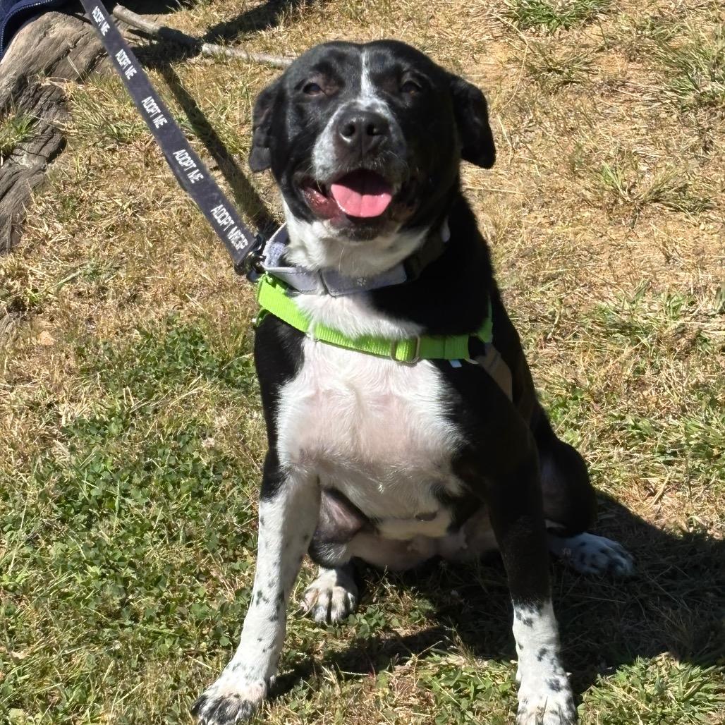 Enlarge Tammy, a Adoptable mixed breed in Galax, VA image 5/6