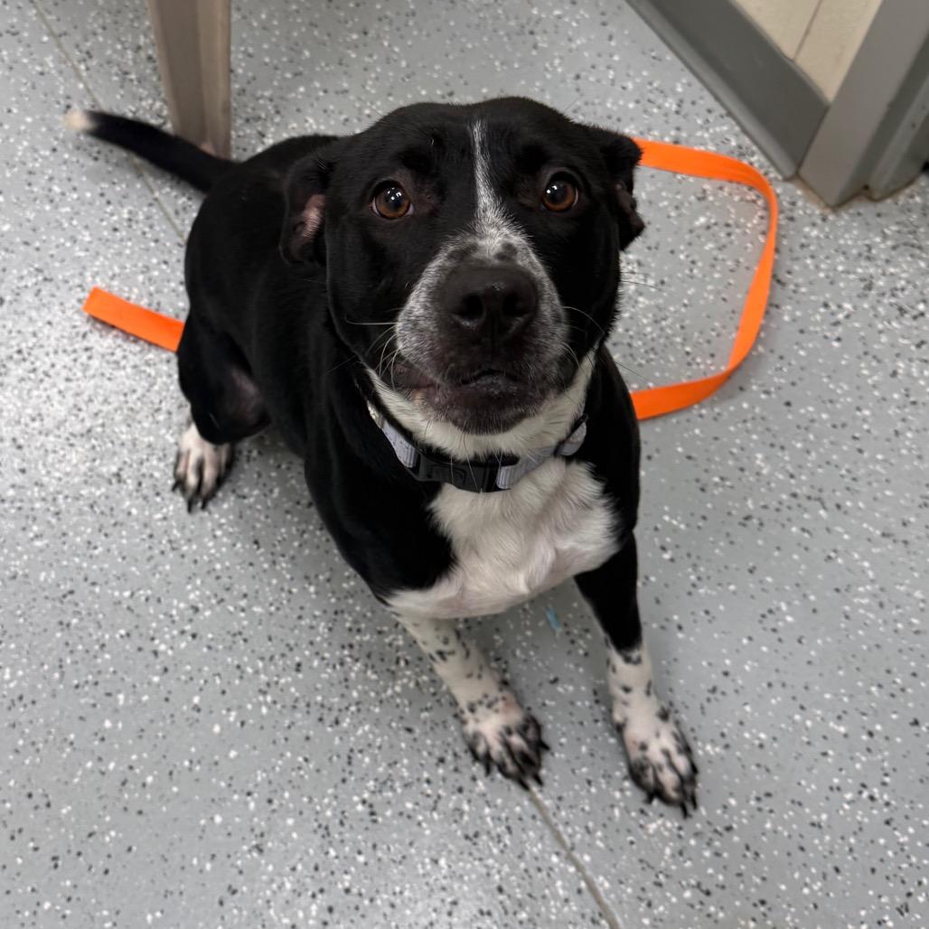 Enlarge Tammy, a Adoptable mixed breed in Galax, VA image 6/6