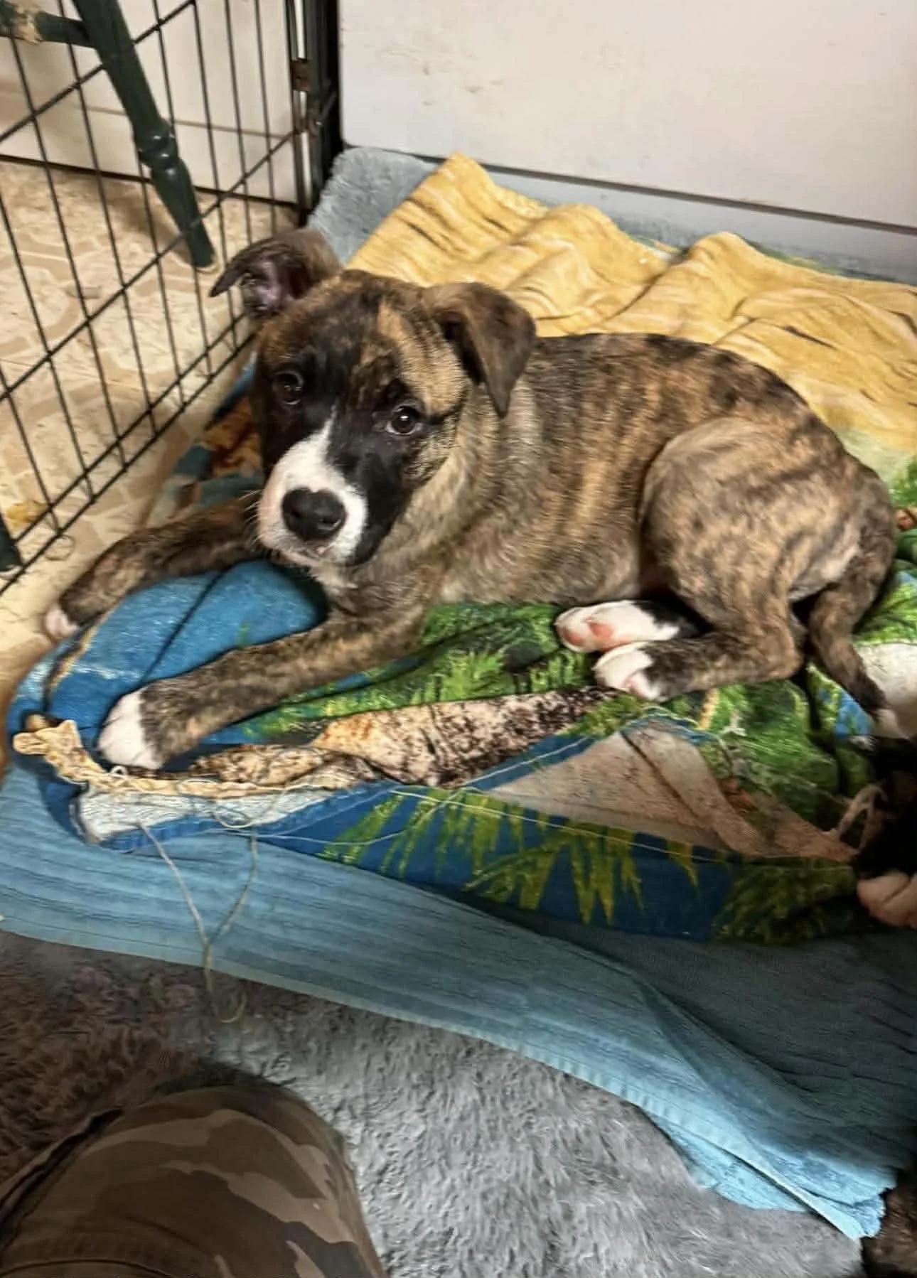 Toby, adopted, Puppy Female Pit Bull Terrier.