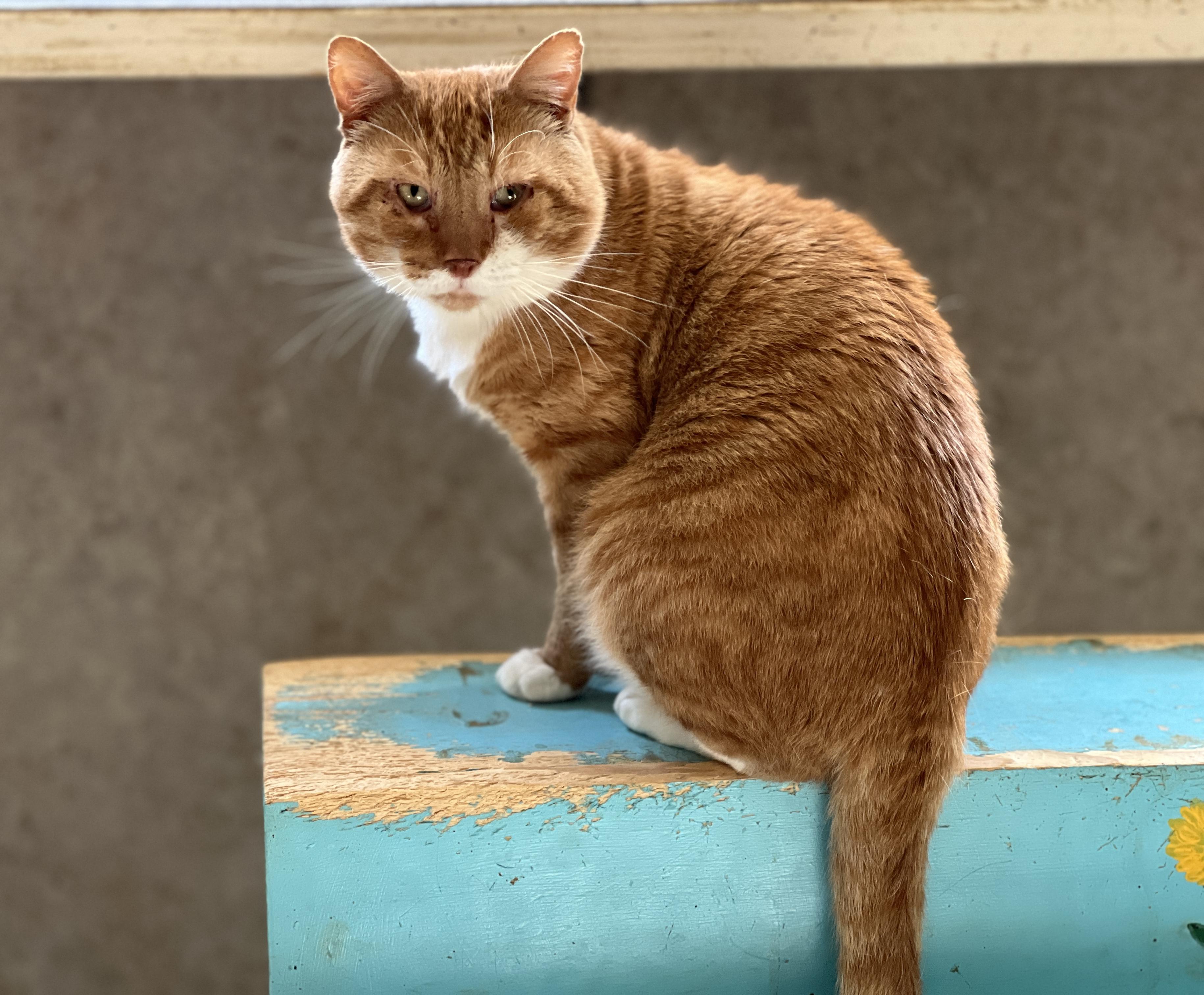 Gaston — thumbnail 2