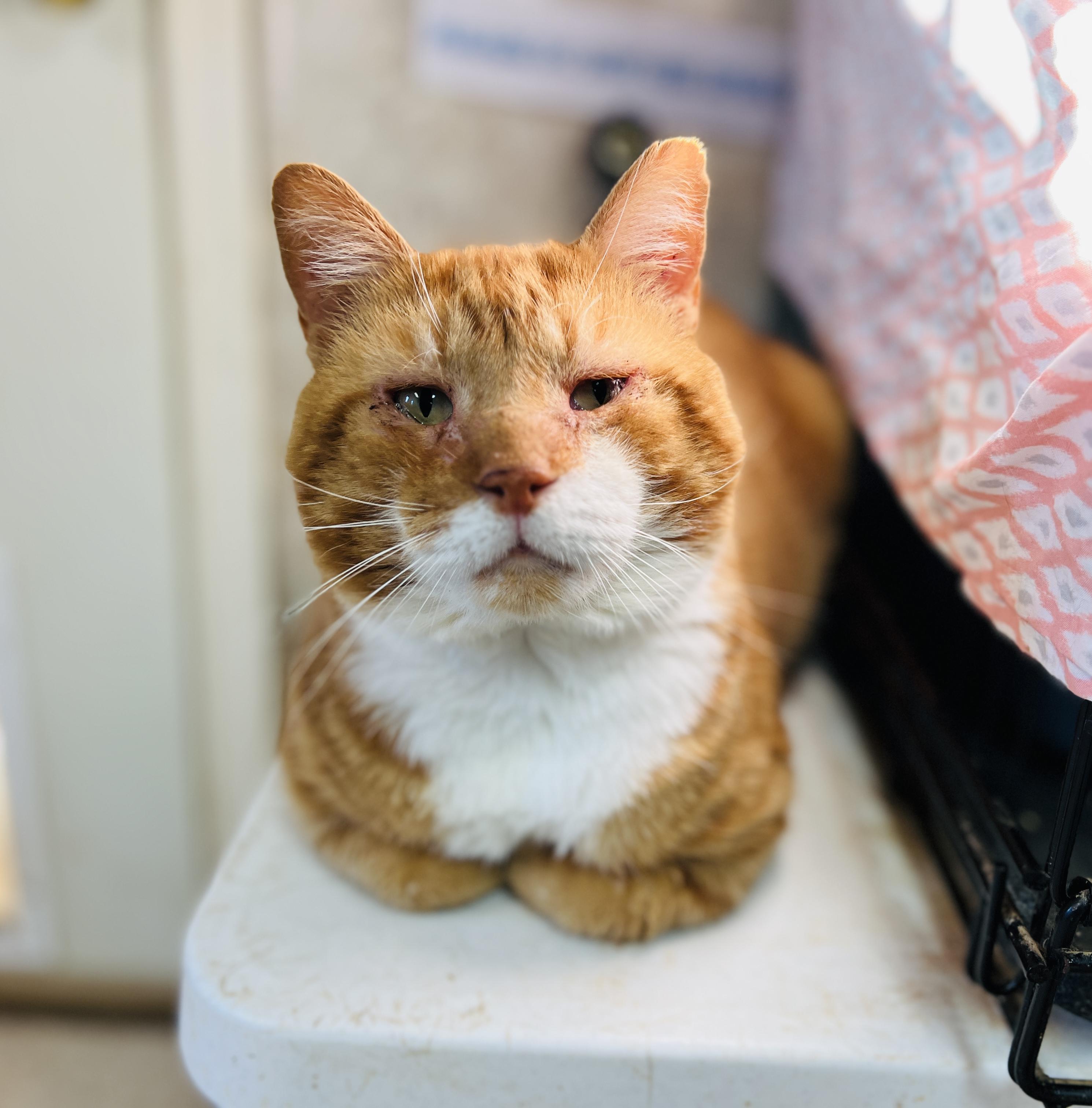 Gaston — thumbnail 4