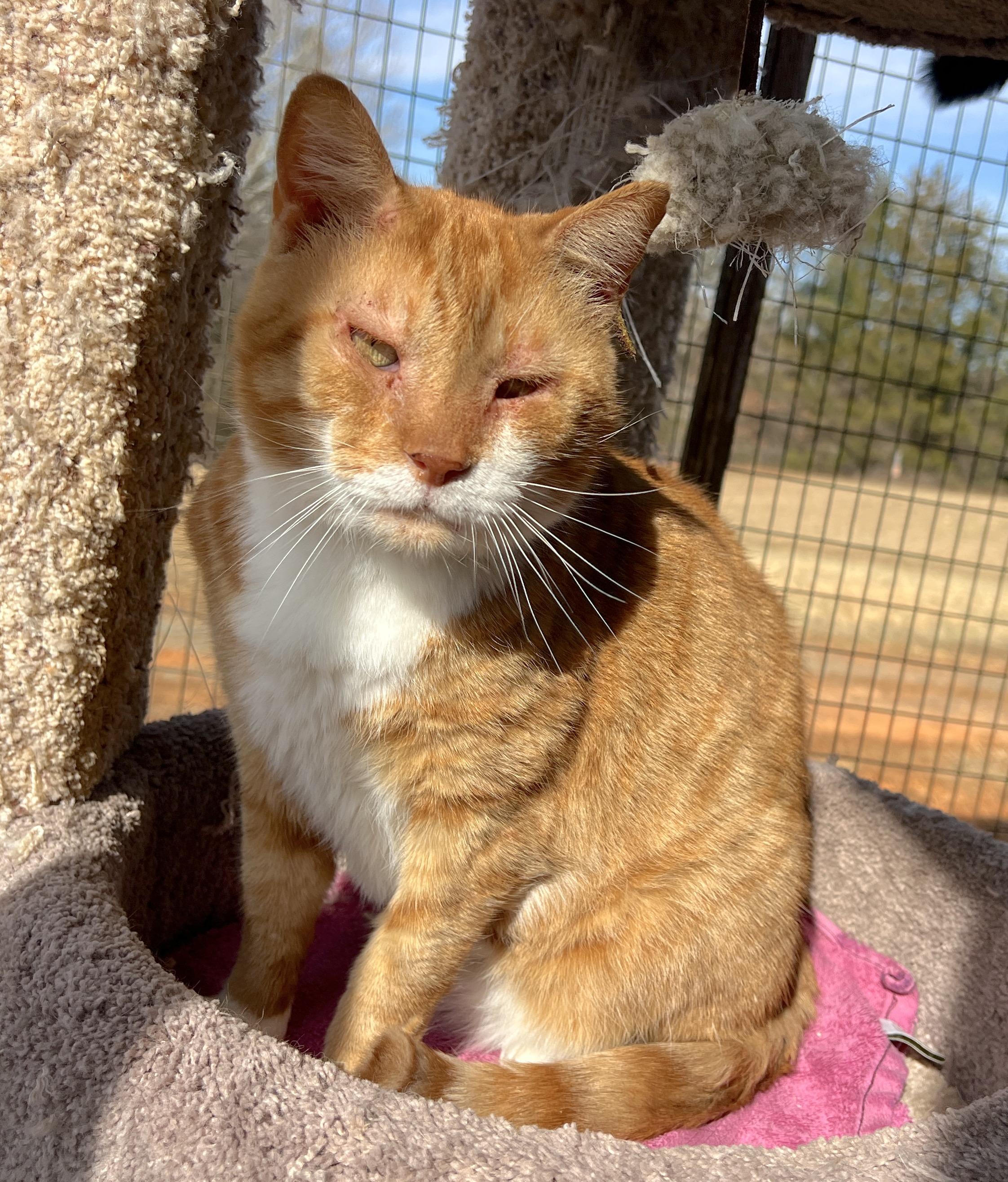 Gaston — thumbnail 5