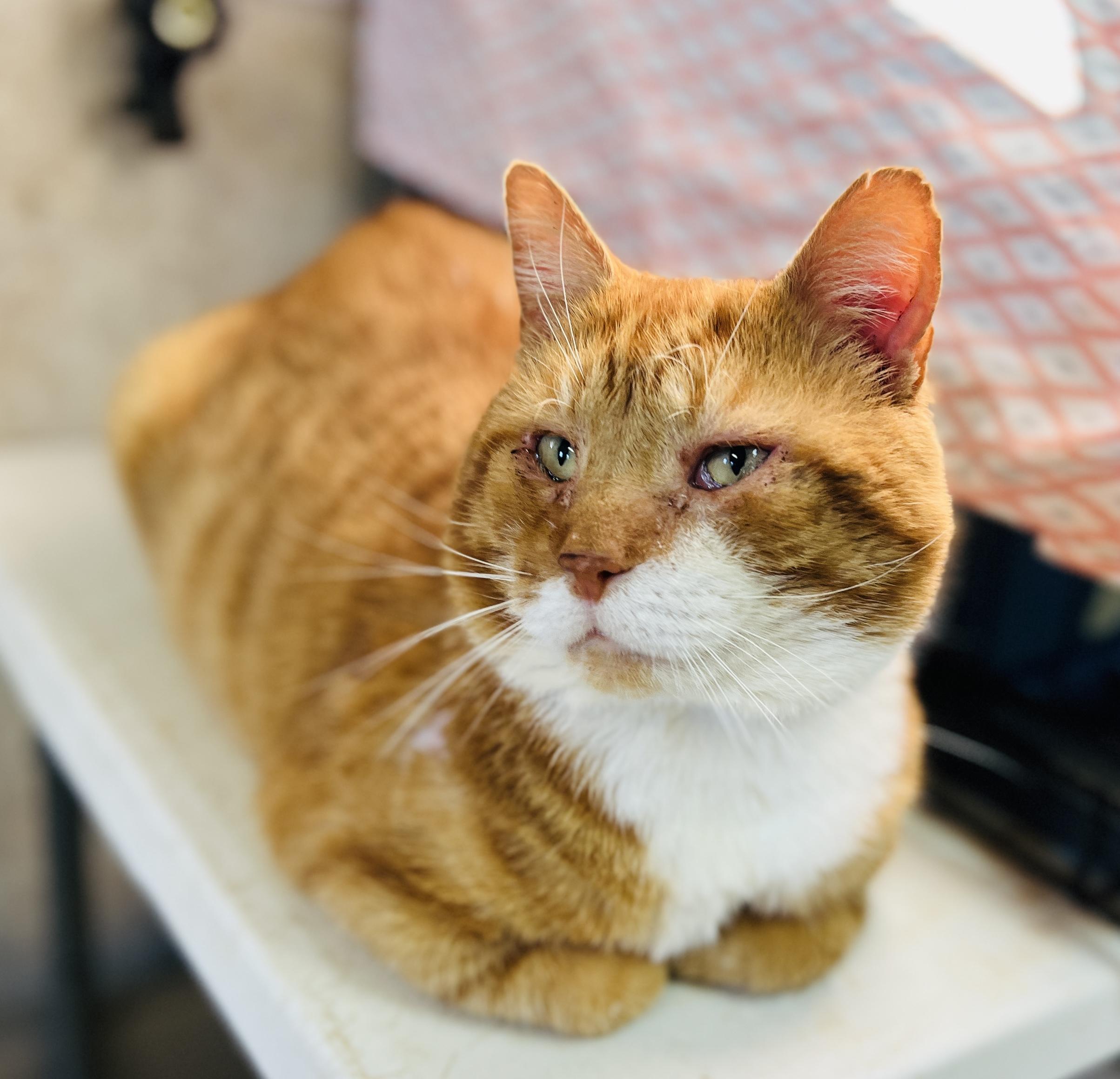 Gaston — thumbnail 6